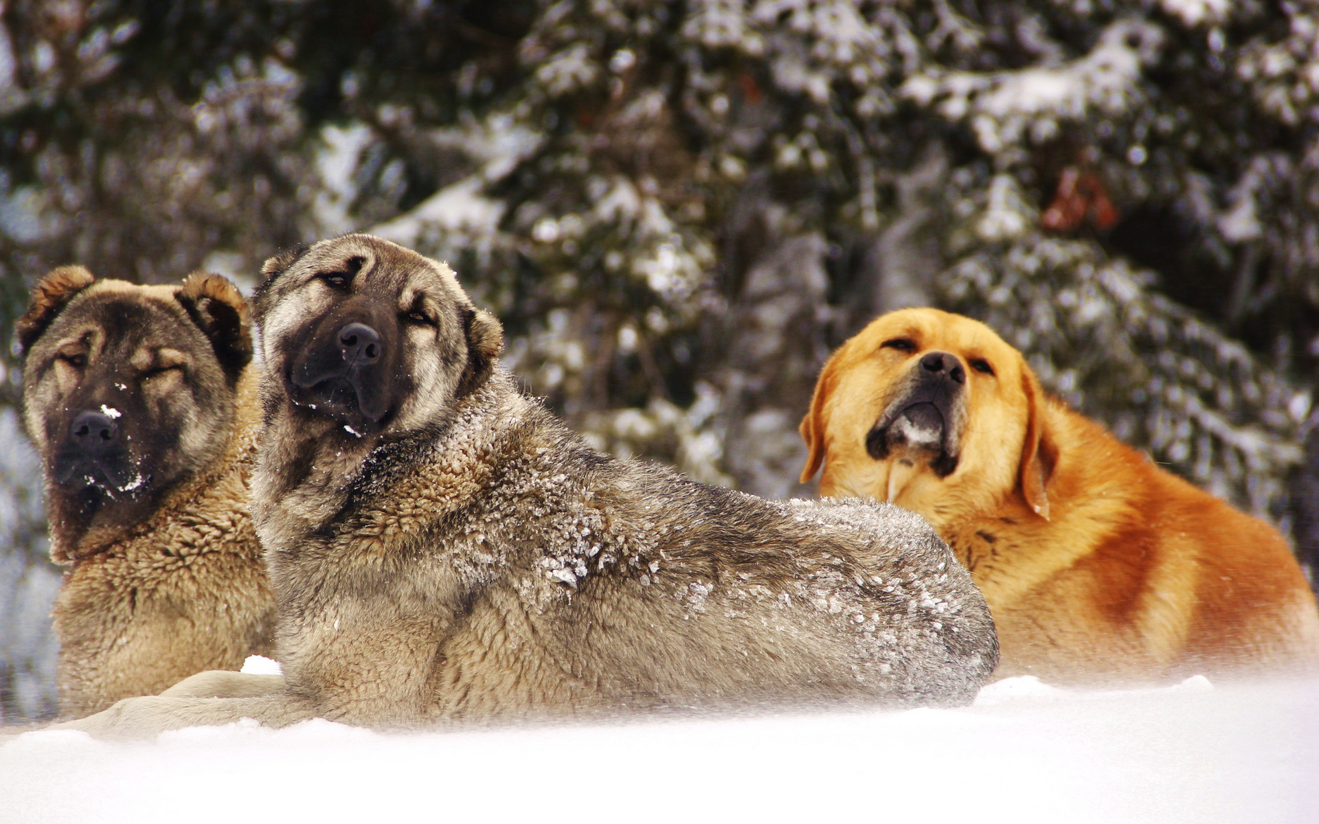 Laden Sie das Tiere, Hunde, Hund-Bild kostenlos auf Ihren PC-Desktop herunter