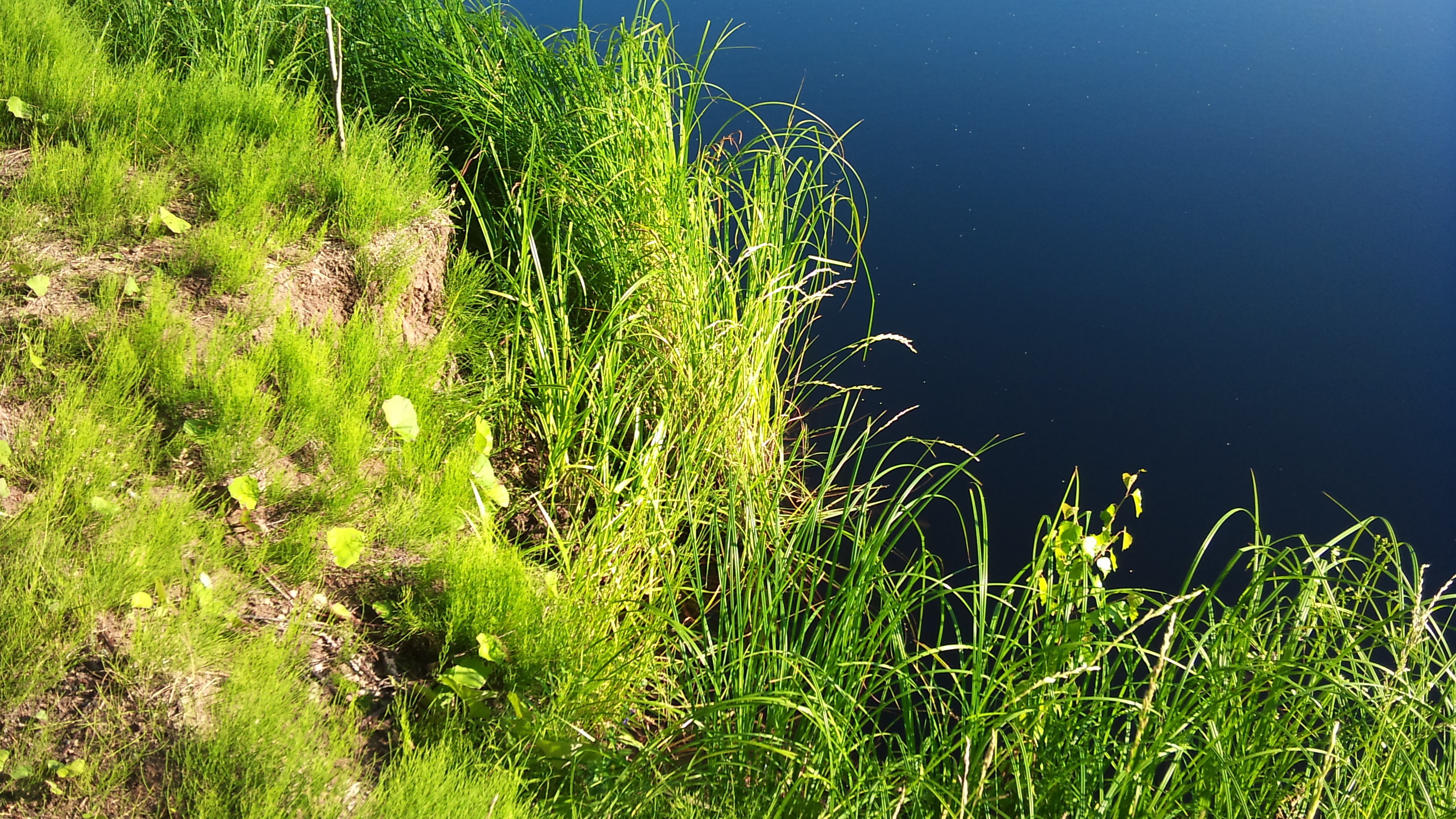 Laden Sie das Natur, Grass, Bank, Wasser, Oberfläche, Ufer-Bild kostenlos auf Ihren PC-Desktop herunter