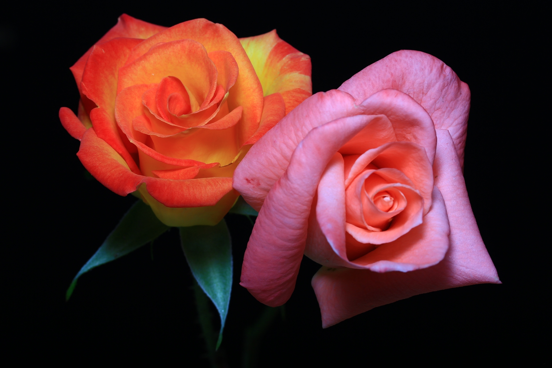 Скачать картинку Цветок, Роза, Земля/природа, Розовый Цветок, Персиковый Цветок, Флауэрсы в телефон бесплатно.