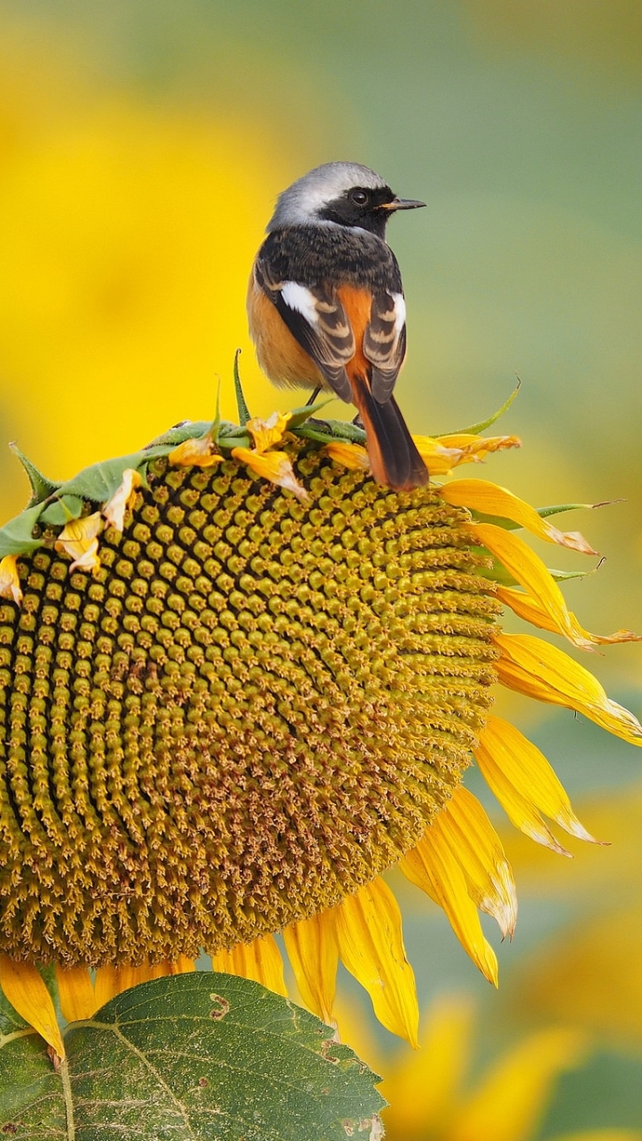 Download mobile wallpaper Birds, Summer, Flower, Bird, Animal, Sunflower, Yellow Flower for free.