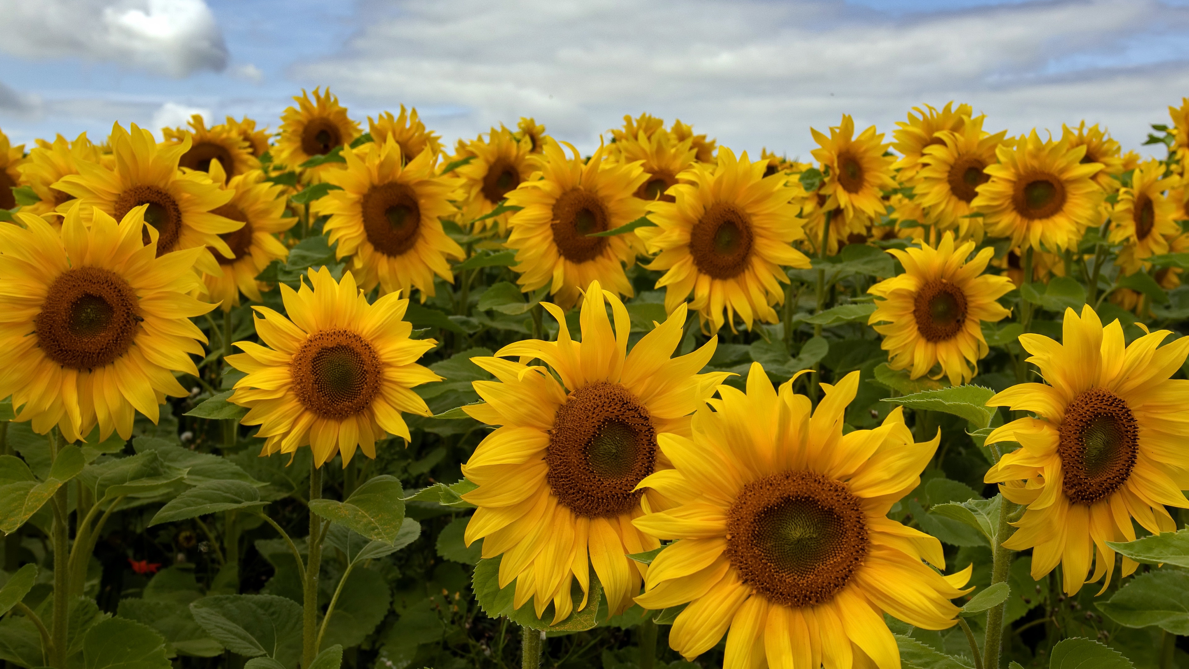 Download mobile wallpaper Flowers, Earth, Sunflower, Yellow Flower for free.