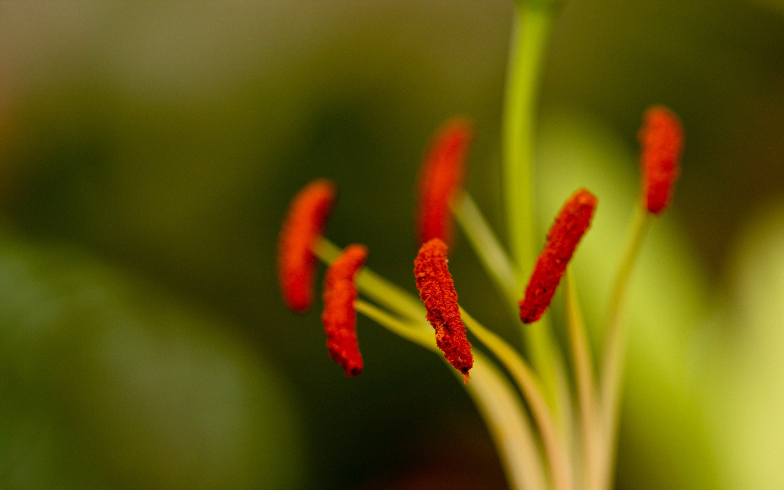 Handy-Wallpaper Blumen, Blume, Erde/natur kostenlos herunterladen.