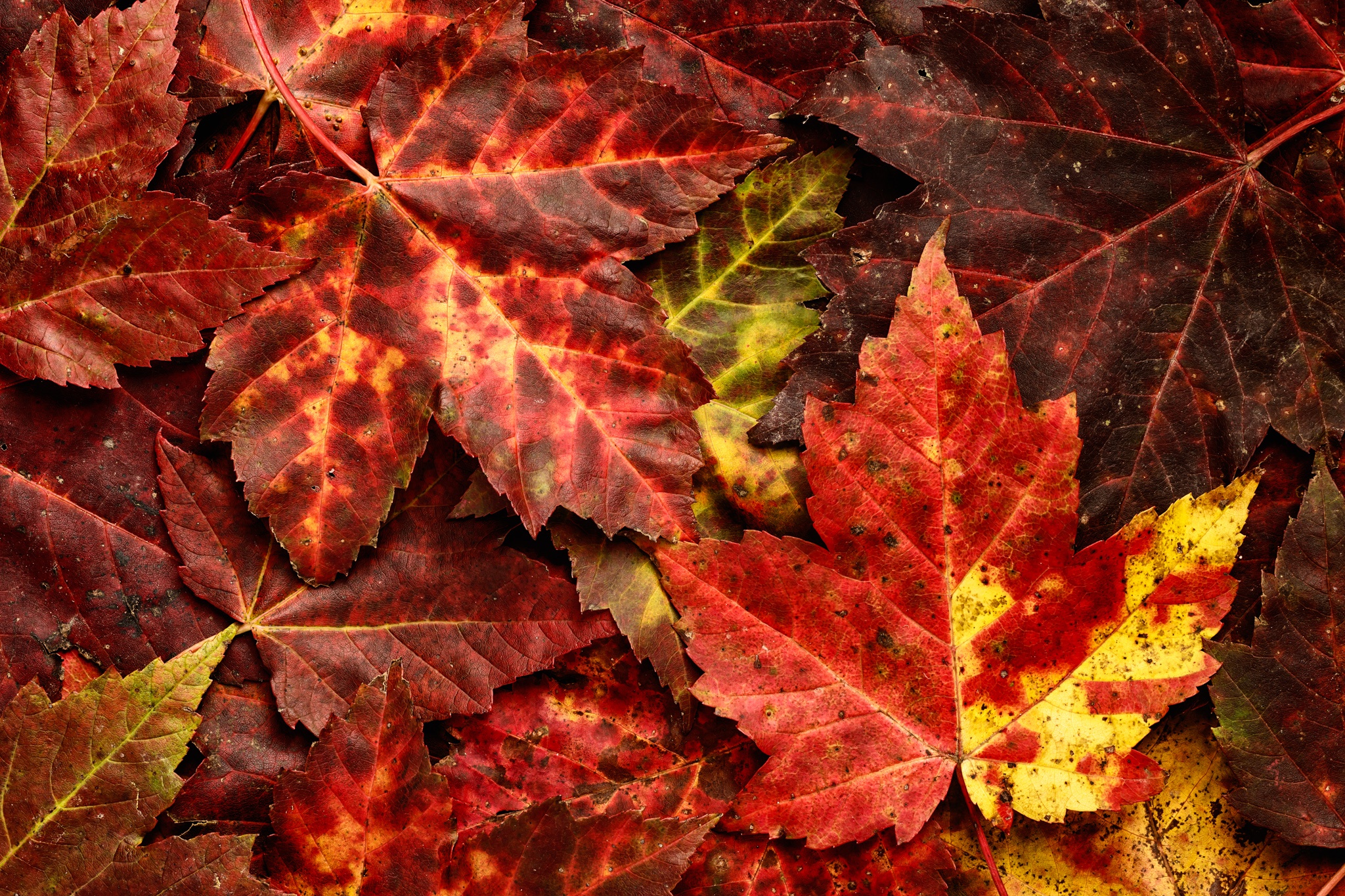 Download mobile wallpaper Nature, Close Up, Leaf, Fall, Earth for free.