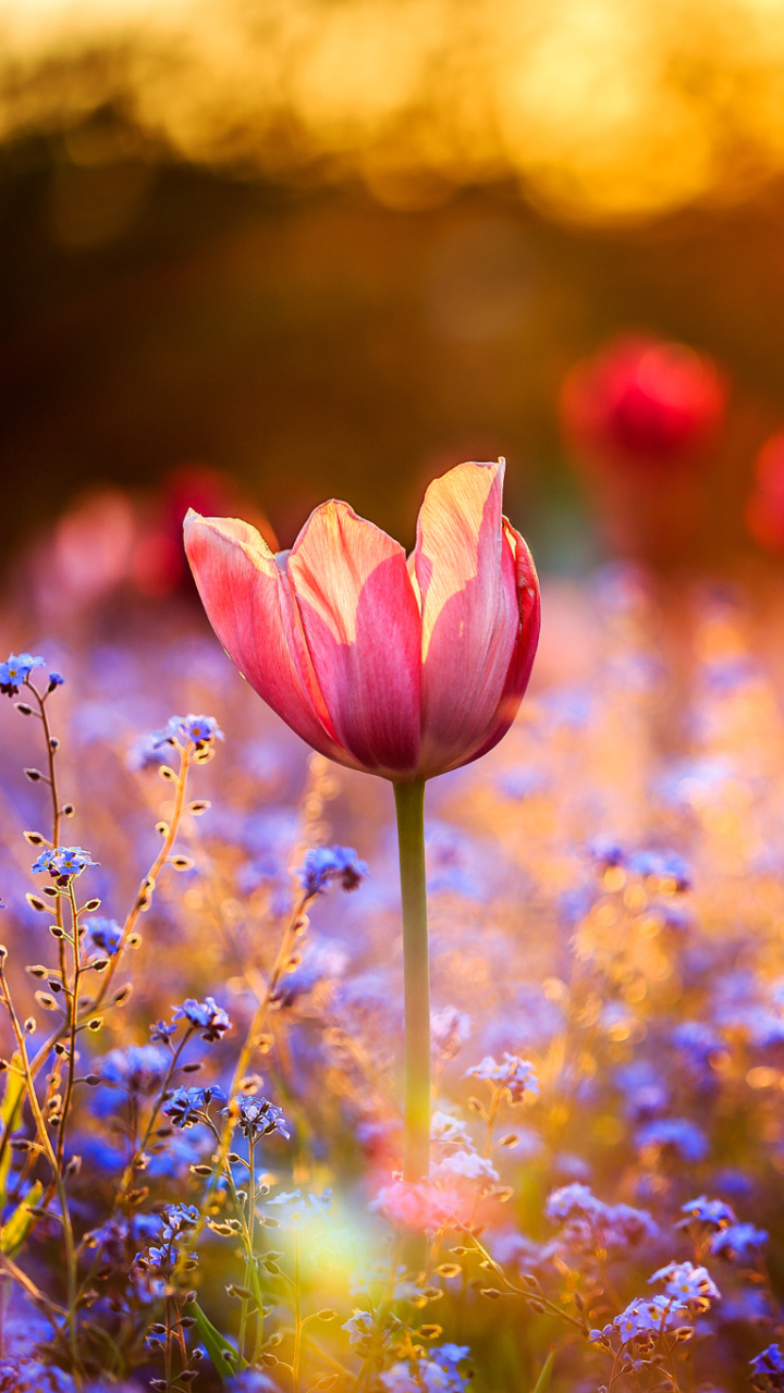 Download mobile wallpaper Flowers, Flower, Earth, Spring, Bokeh, Tulip, Sunny, Red Flower, Blue Flower for free.