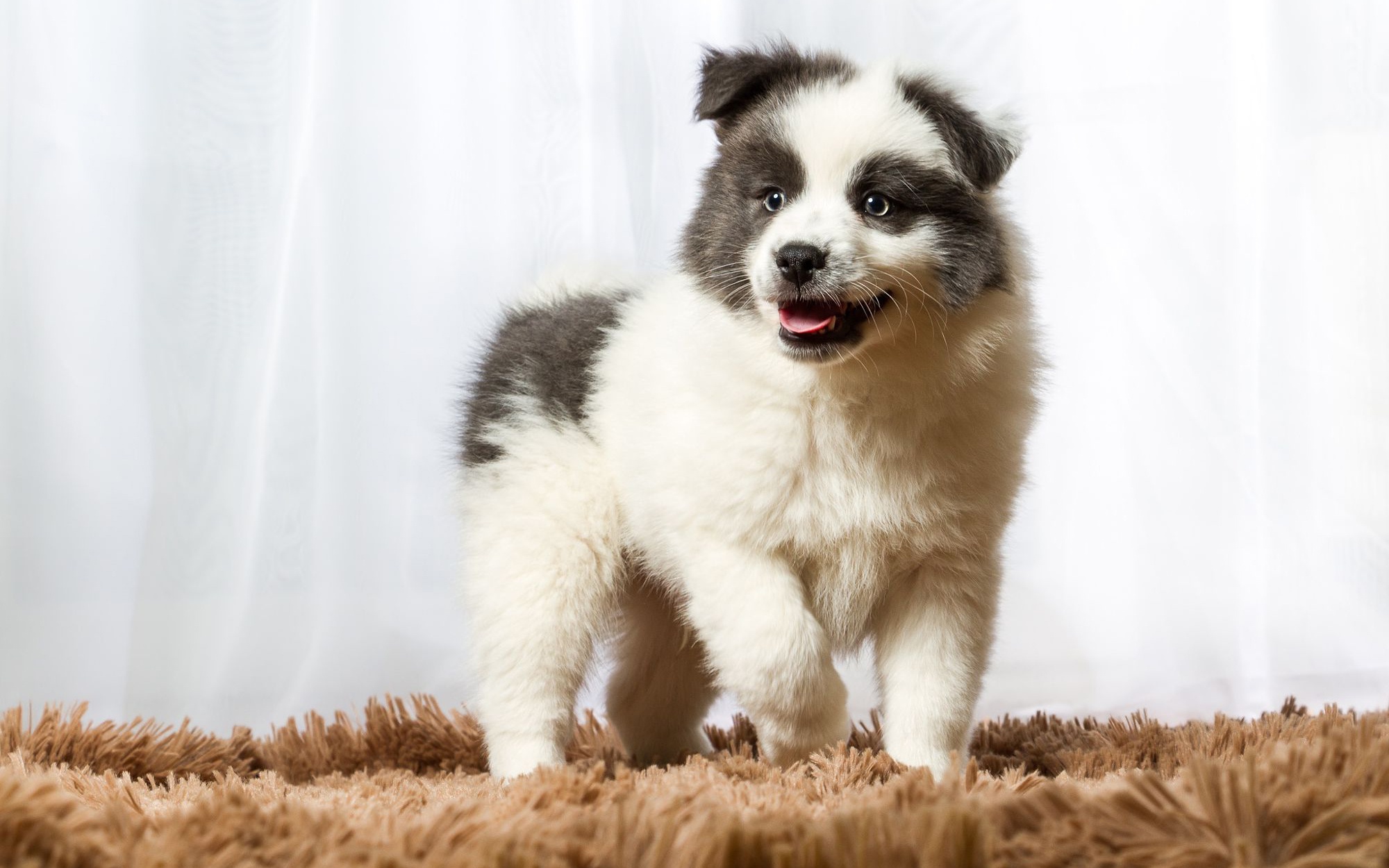 無料モバイル壁紙動物, 犬, 子犬, 赤ちゃん動物をダウンロードします。