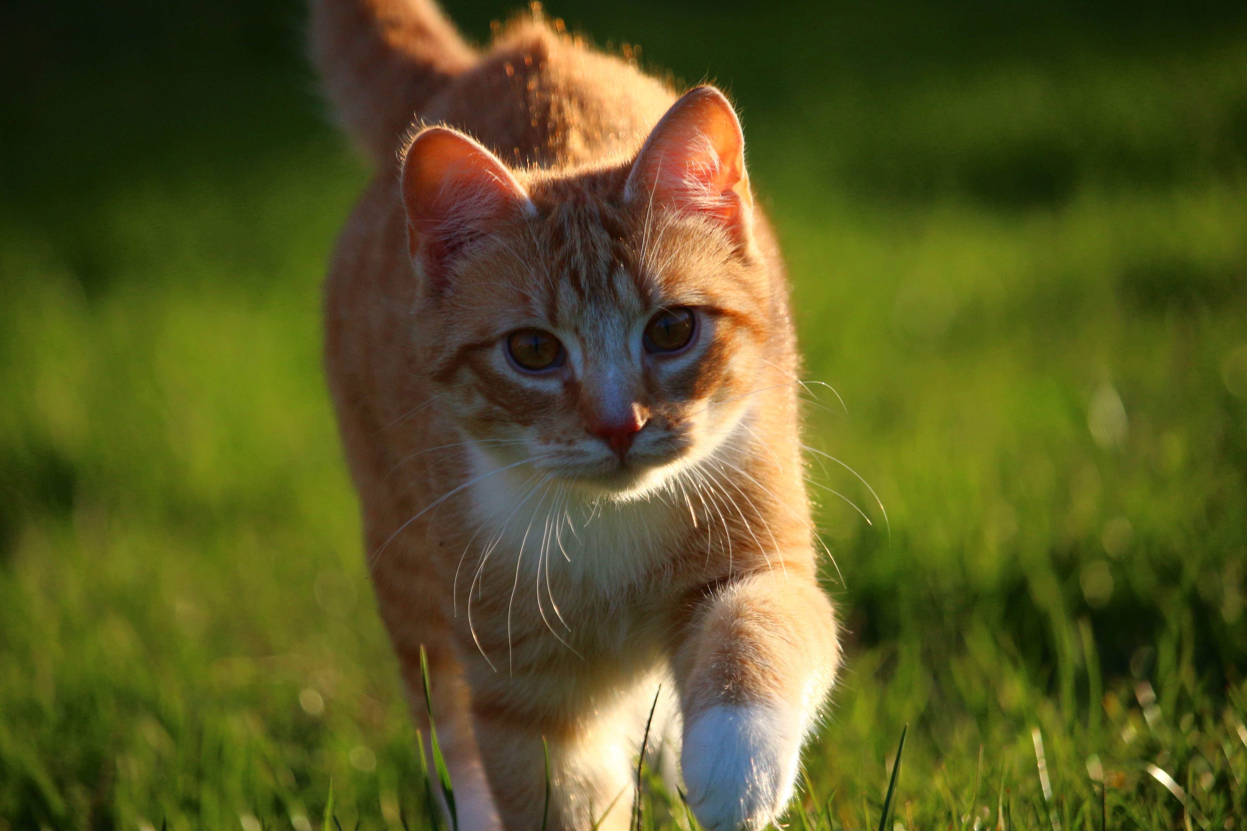 Download mobile wallpaper Cats, Cat, Kitten, Blur, Animal, Sunny for free.