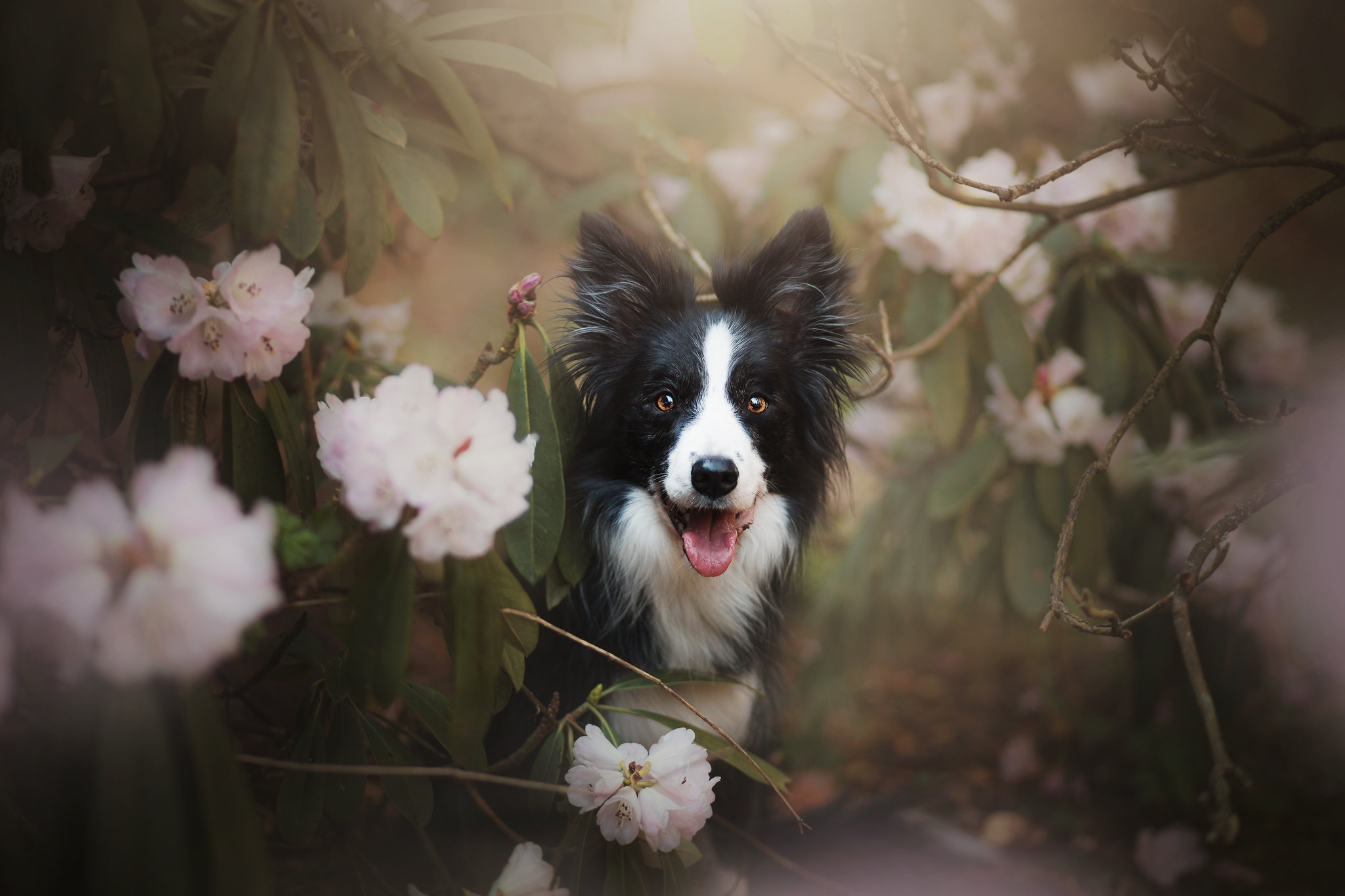 Handy-Wallpaper Tiere, Hunde, Hund, Border Collie kostenlos herunterladen.