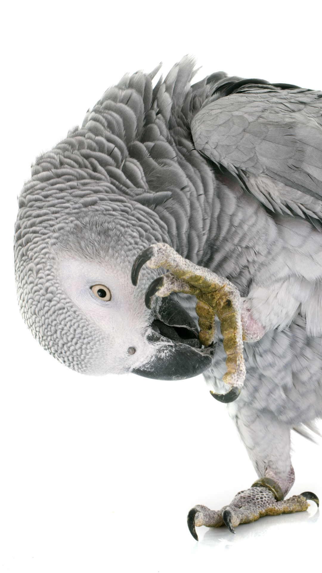 1144080壁紙のダウンロード動物, アフリカ灰色のオウム, 鳥, オウム-スクリーンセーバーと写真を無料で
