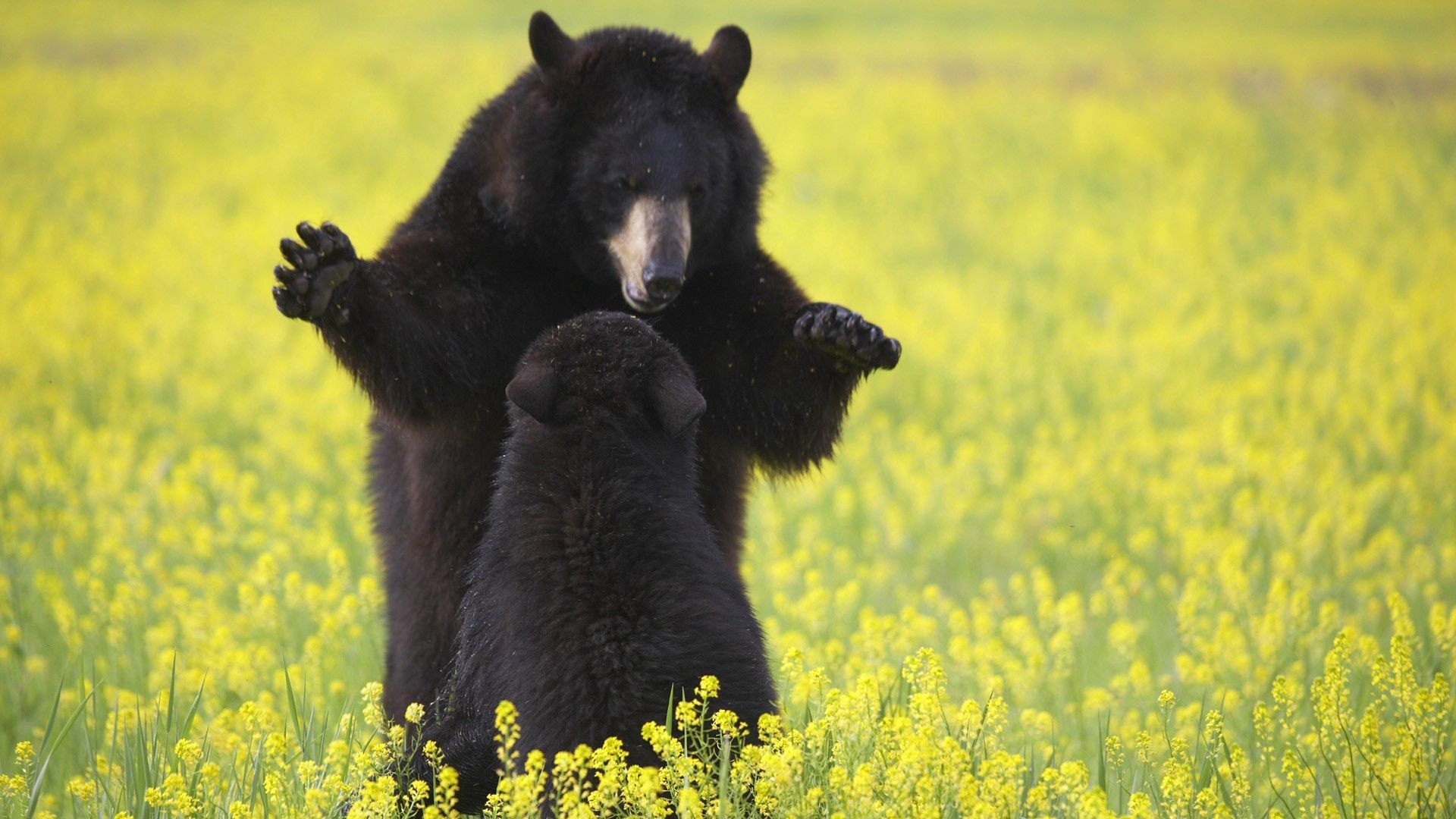 Download mobile wallpaper Young, Grass, Joey, Flowers, Animals, Bears for free.