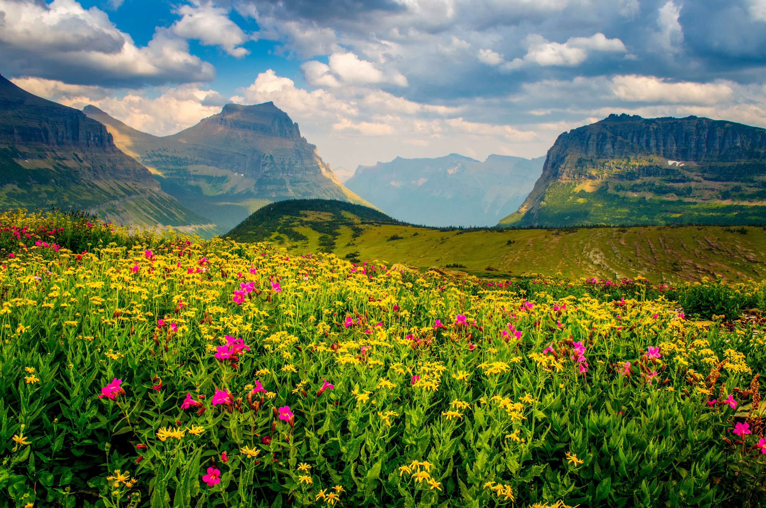 416103 baixar imagens terra/natureza, flor, paisagem, montanha, primavera, flores silvestres, flores - papéis de parede e protetores de tela gratuitamente