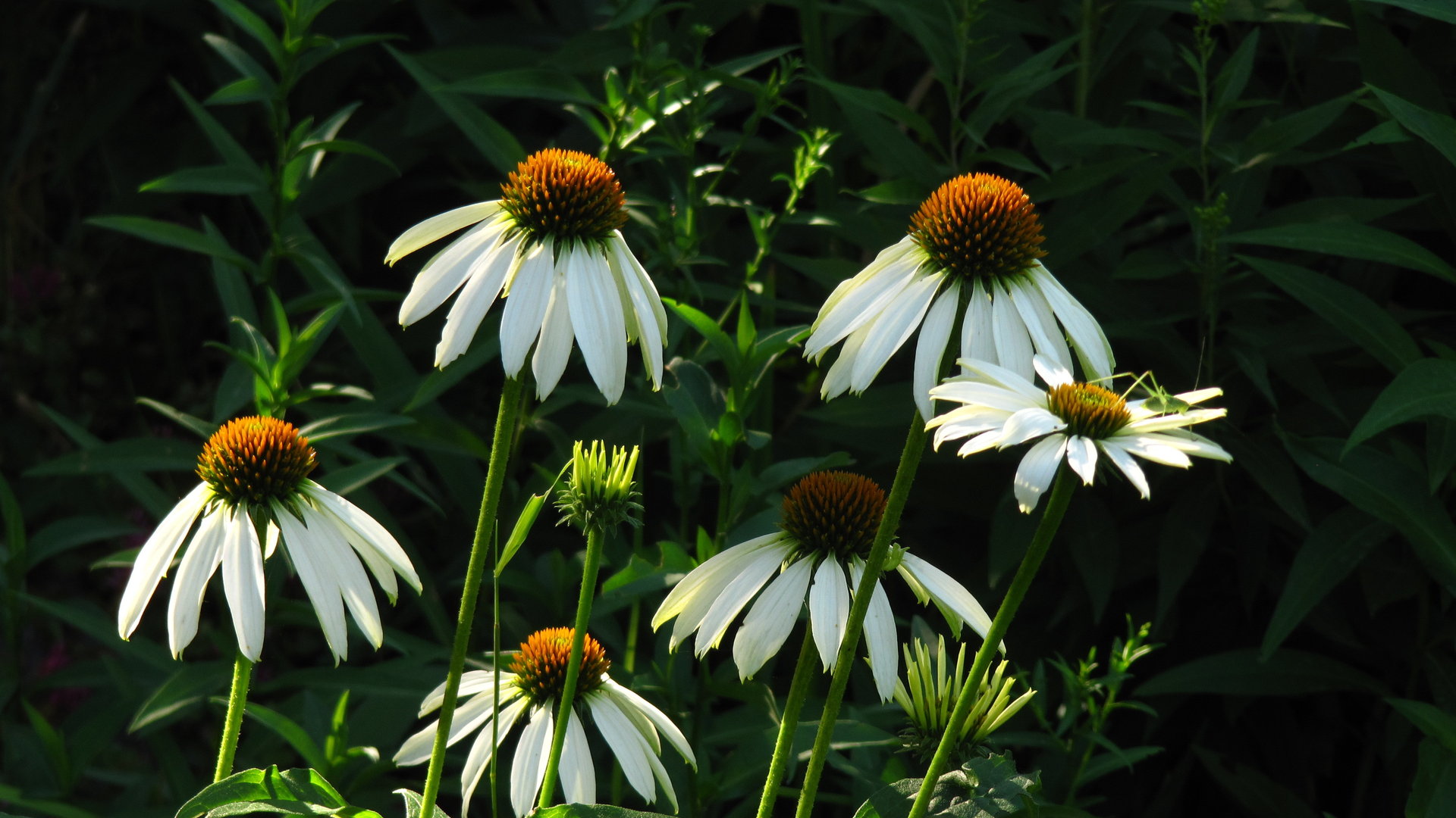 Free download wallpaper Flowers, Flower, Earth on your PC desktop