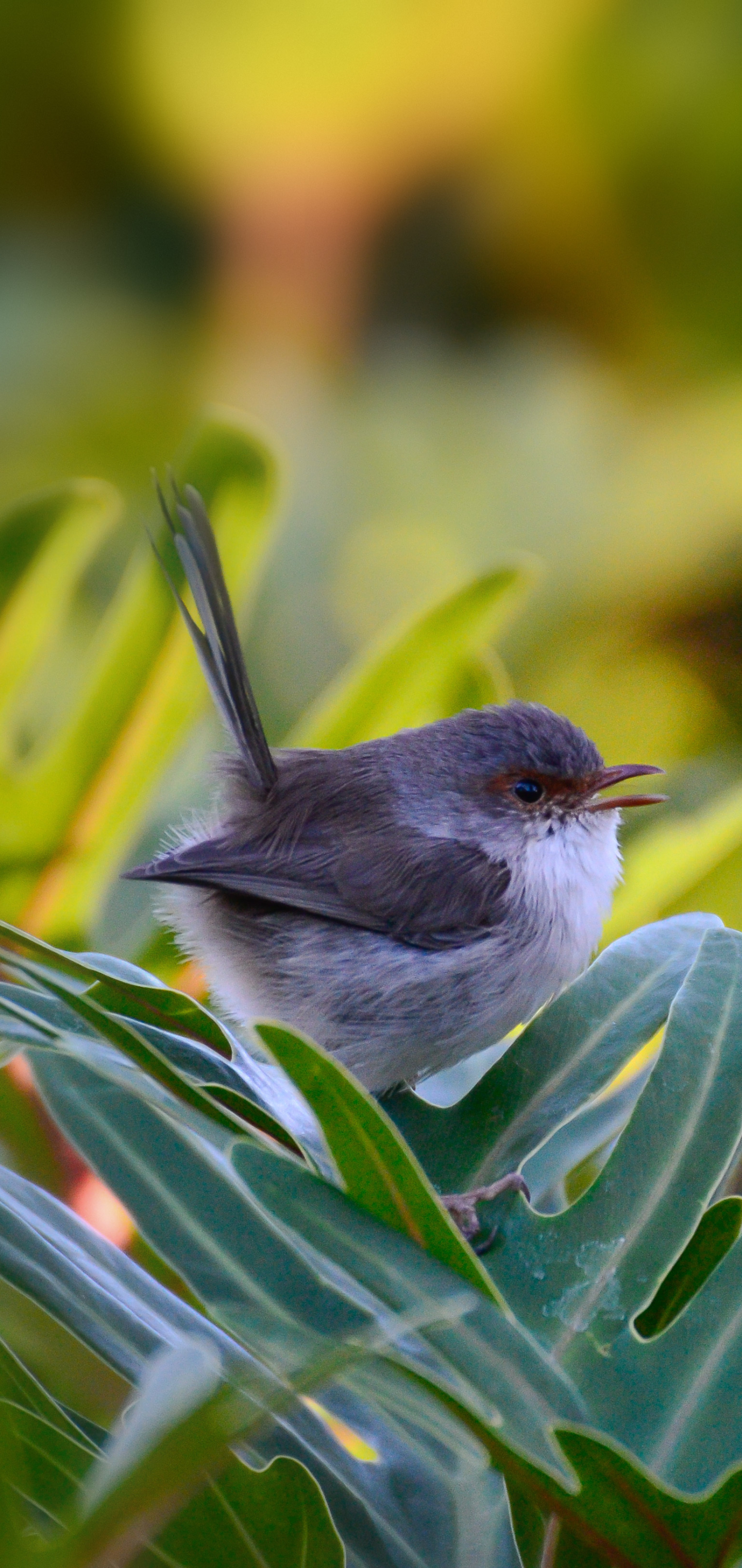 Download mobile wallpaper Birds, Bird, Leaf, Animal for free.