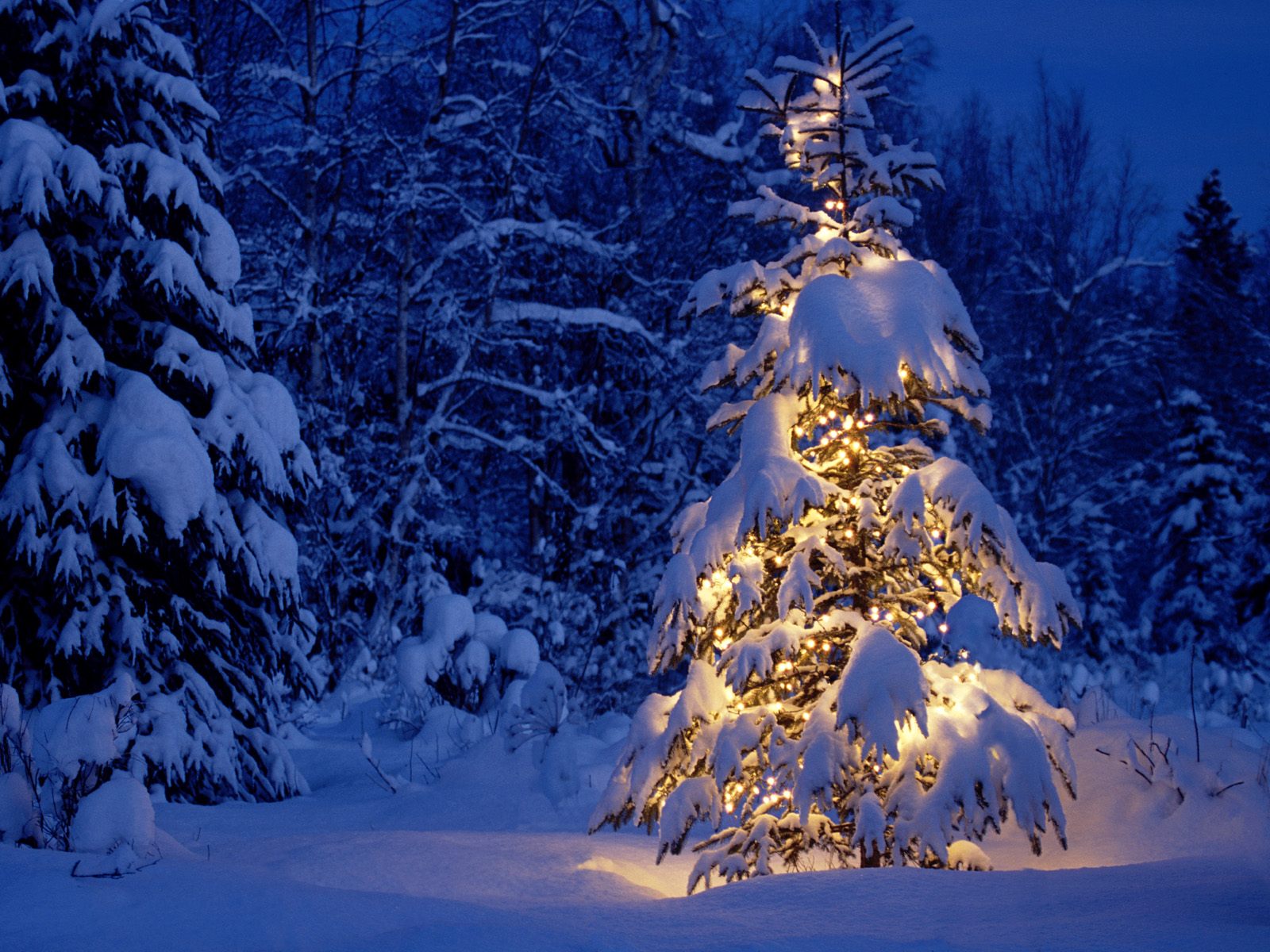 winter, christmas, snow, holiday, christmas lights, christmas tree