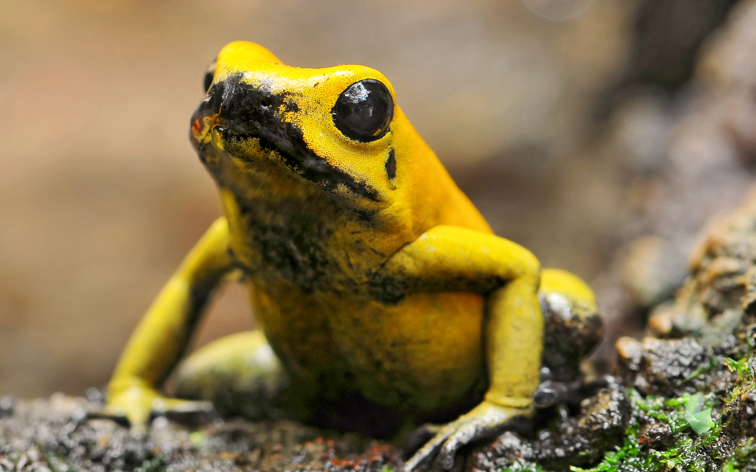 Download mobile wallpaper Golden Poison Frog, Frogs, Animal for free.