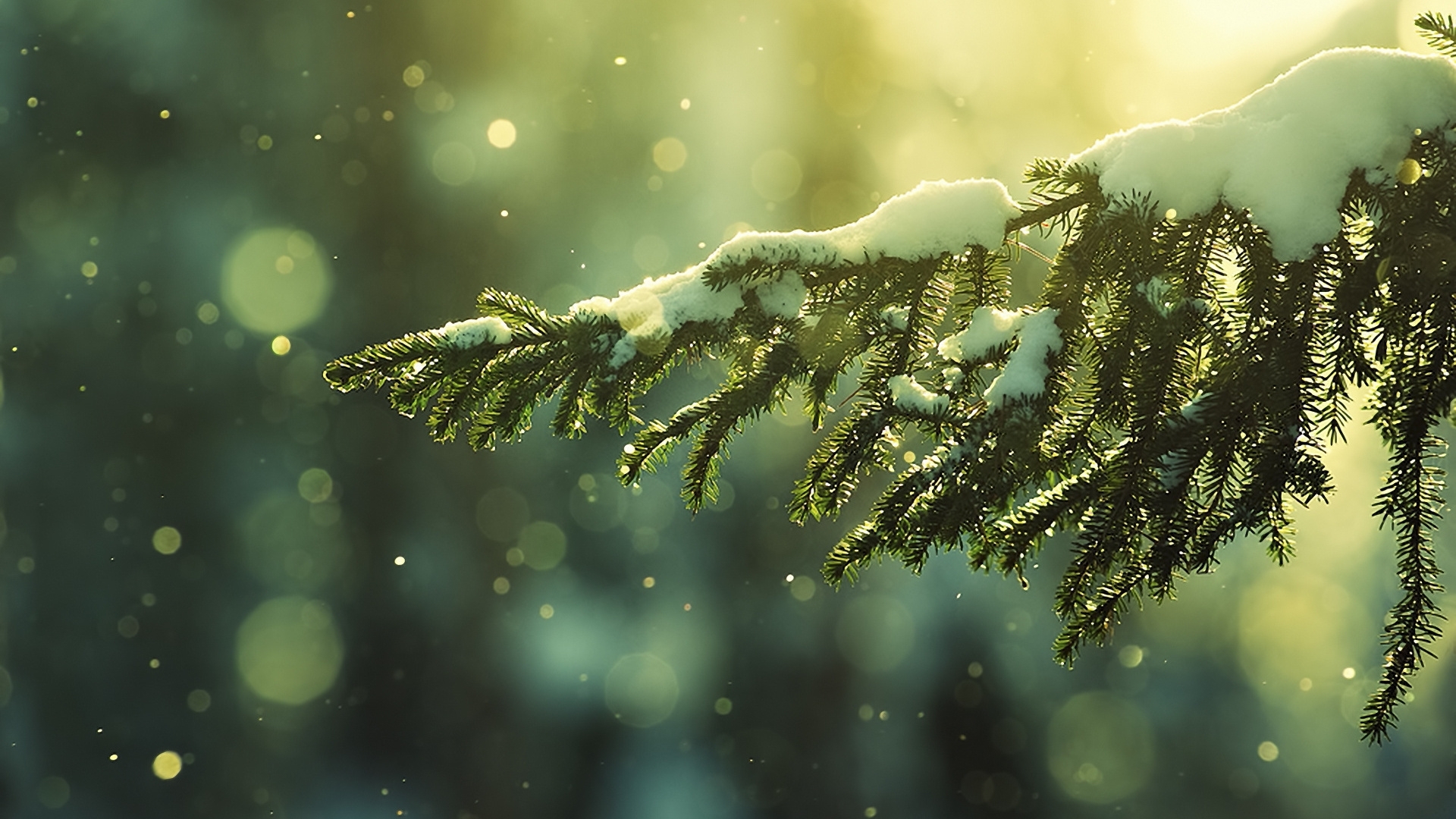 Free download wallpaper Background, Snow, Fir Trees on your PC desktop