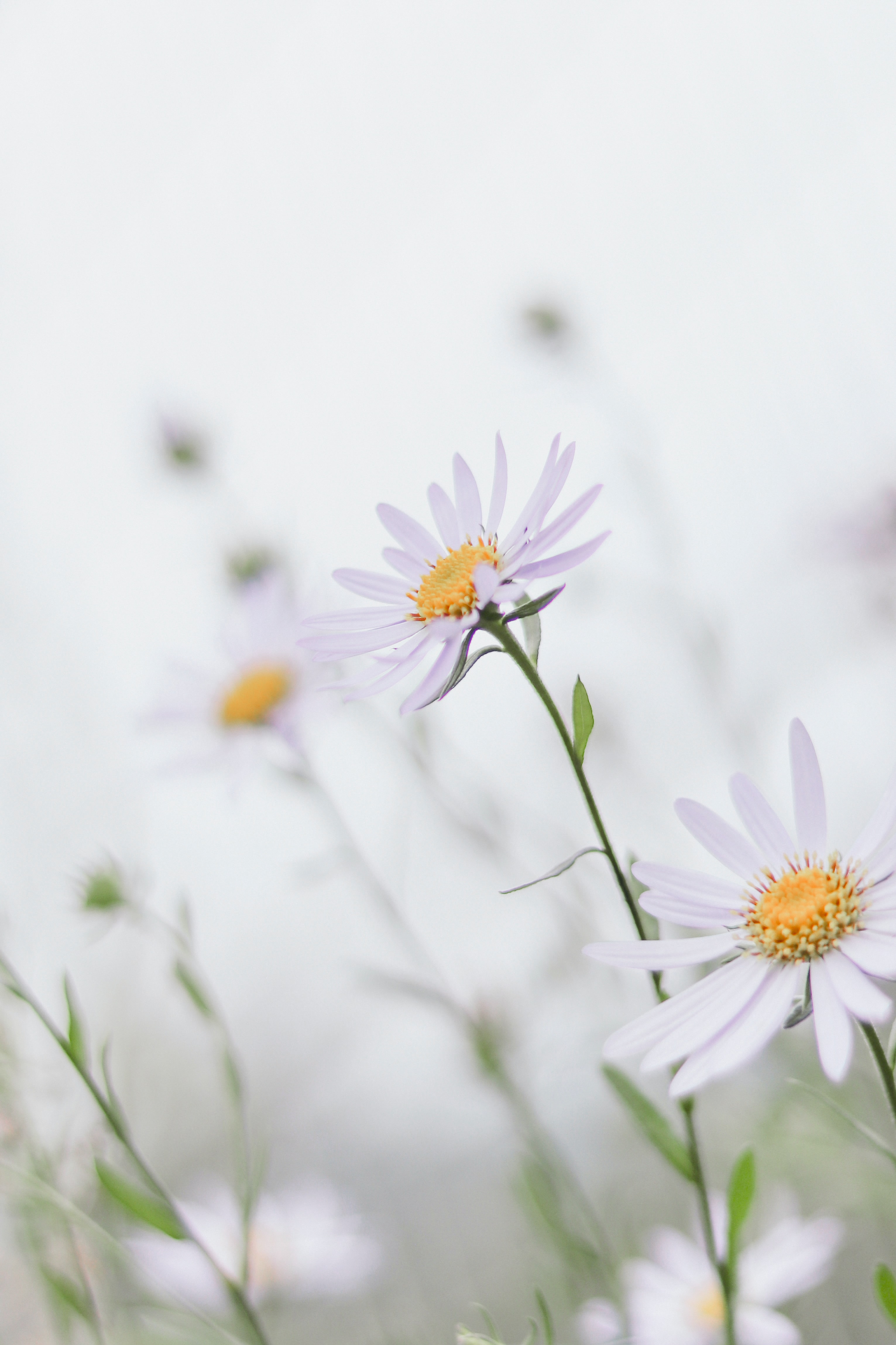 Free download wallpaper Chamomile, Petals, Camomile, Macro, Flowers, Leaves on your PC desktop