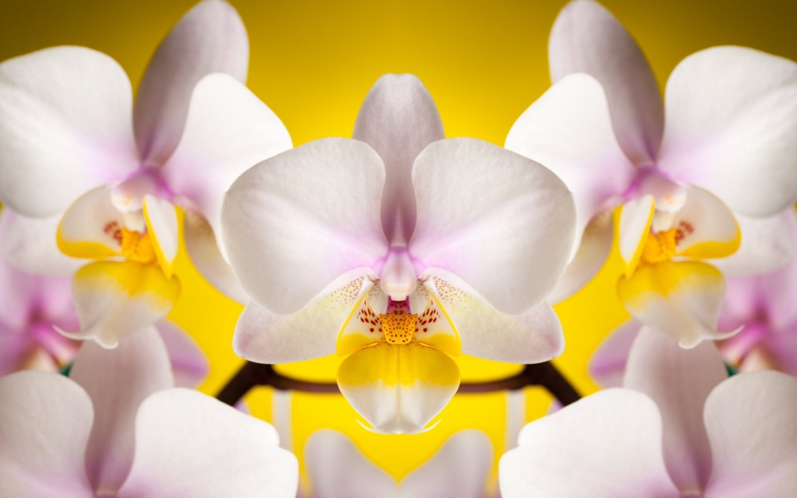 Скачати мобільні шпалери Орхідея, Флауерзи, Квітка, Земля безкоштовно.