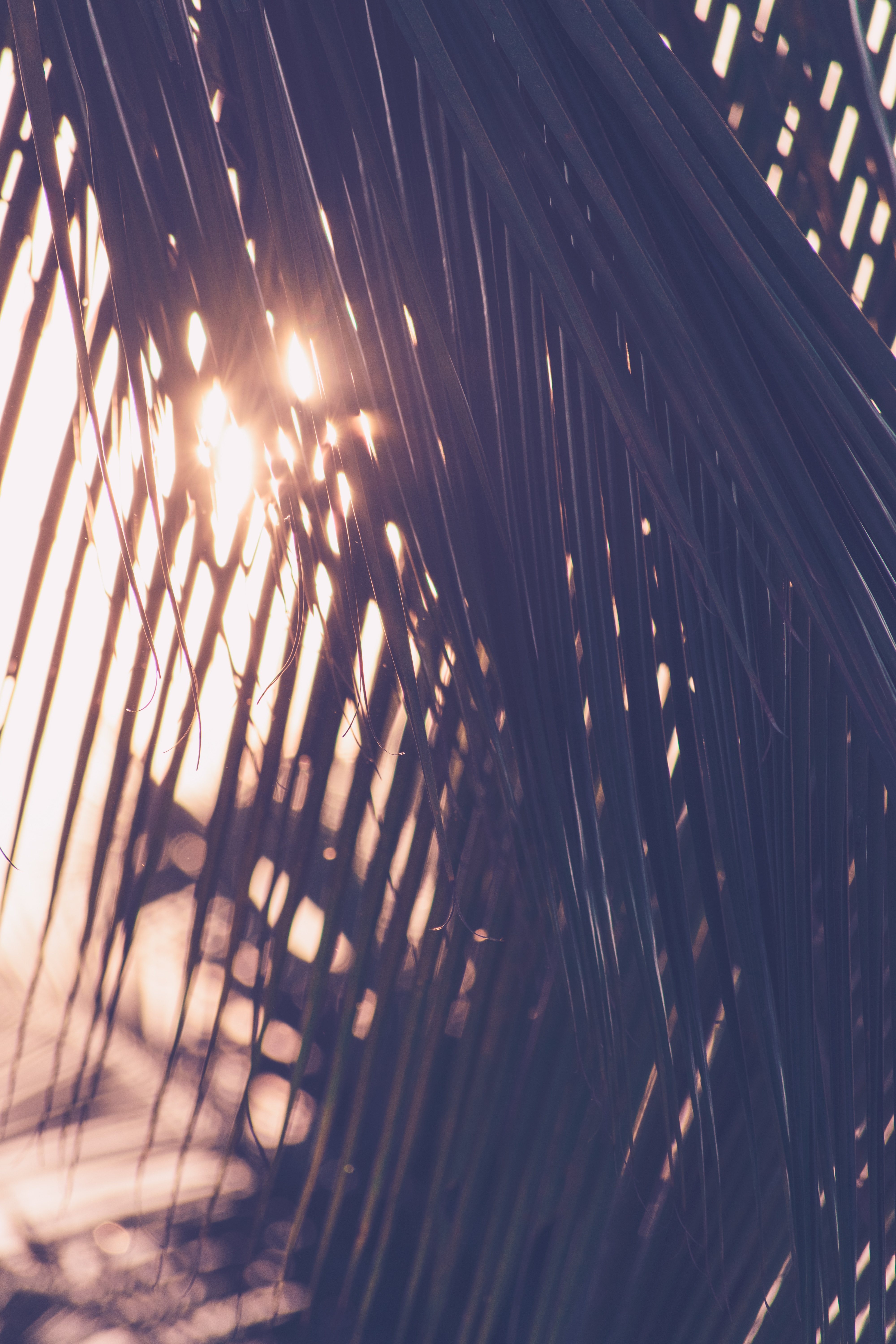 Free download wallpaper Blur, Smooth, Palm, Sunlight, Nature, Leaves on your PC desktop