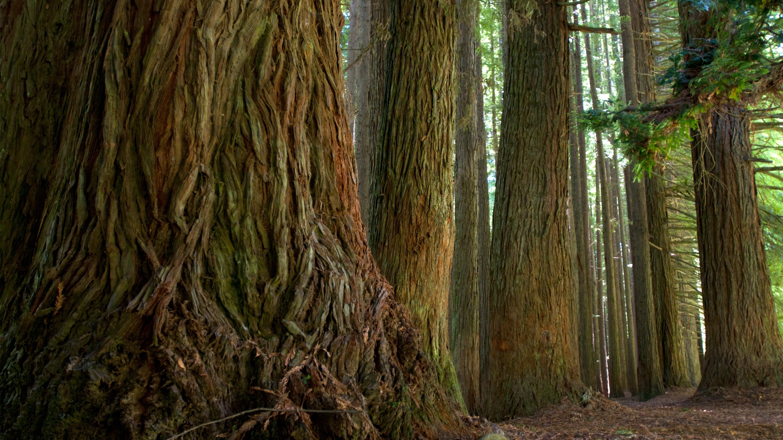 Handy-Wallpaper Wald, Baum, Nahansicht, Erde/natur, Redwood kostenlos herunterladen.