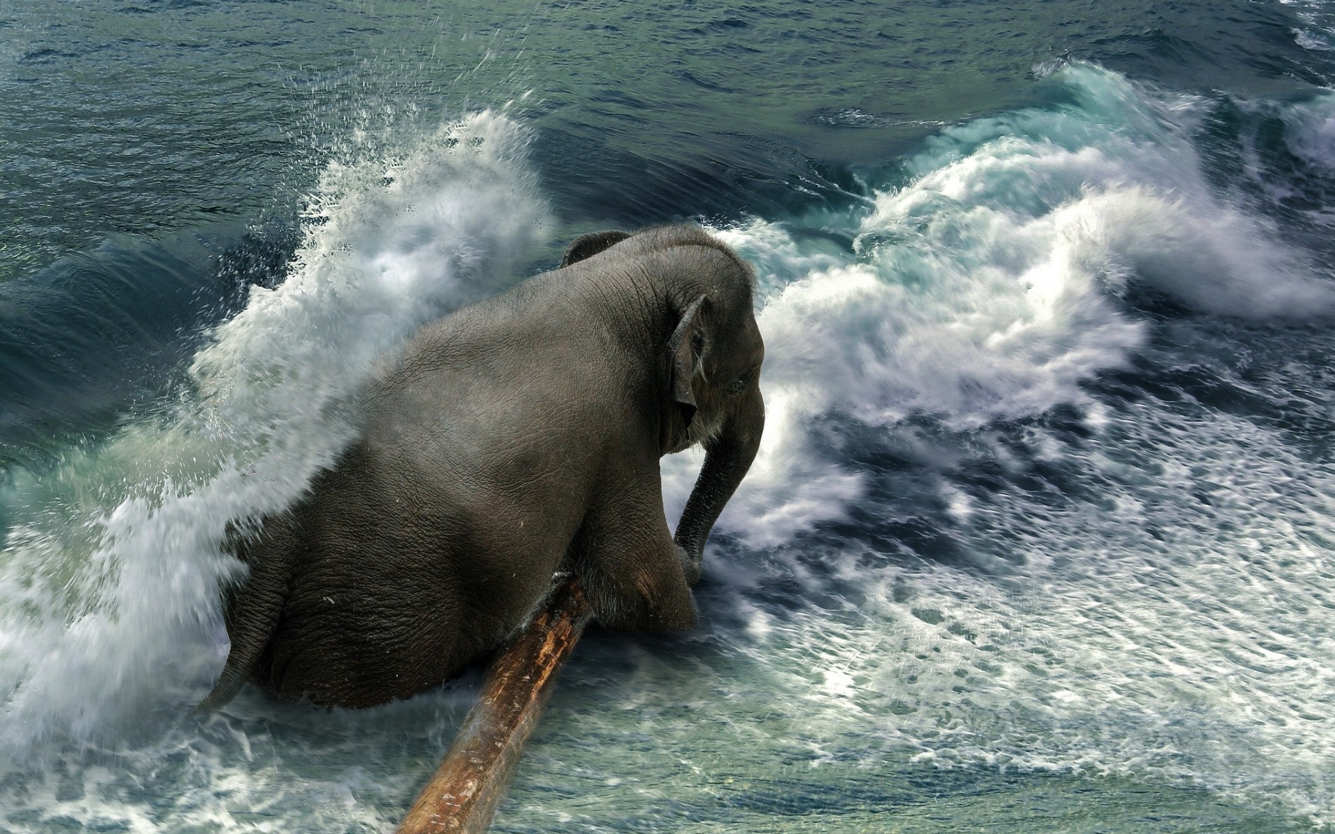 1472142 descargar imagen animales, elefante asiático: fondos de pantalla y protectores de pantalla gratis