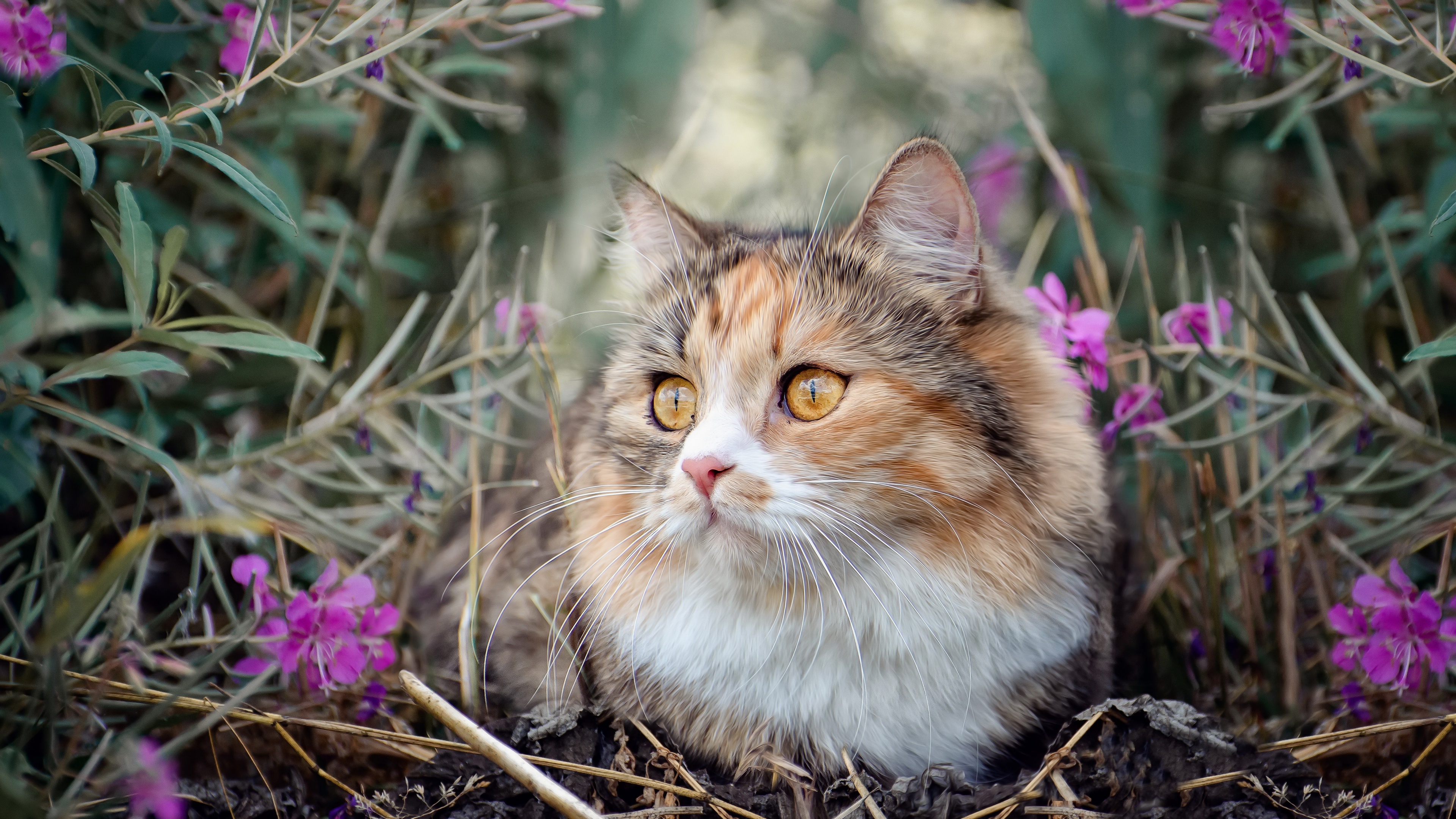 Laden Sie das Tiere, Katzen, Katze-Bild kostenlos auf Ihren PC-Desktop herunter