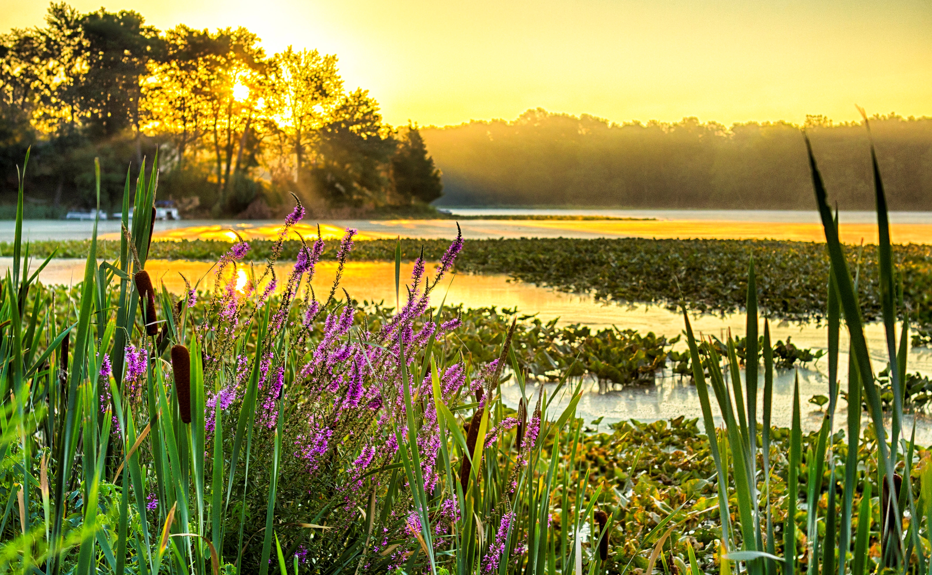 Téléchargez des papiers peints mobile Coucher De Soleil, Terre/nature, Rivière gratuitement.