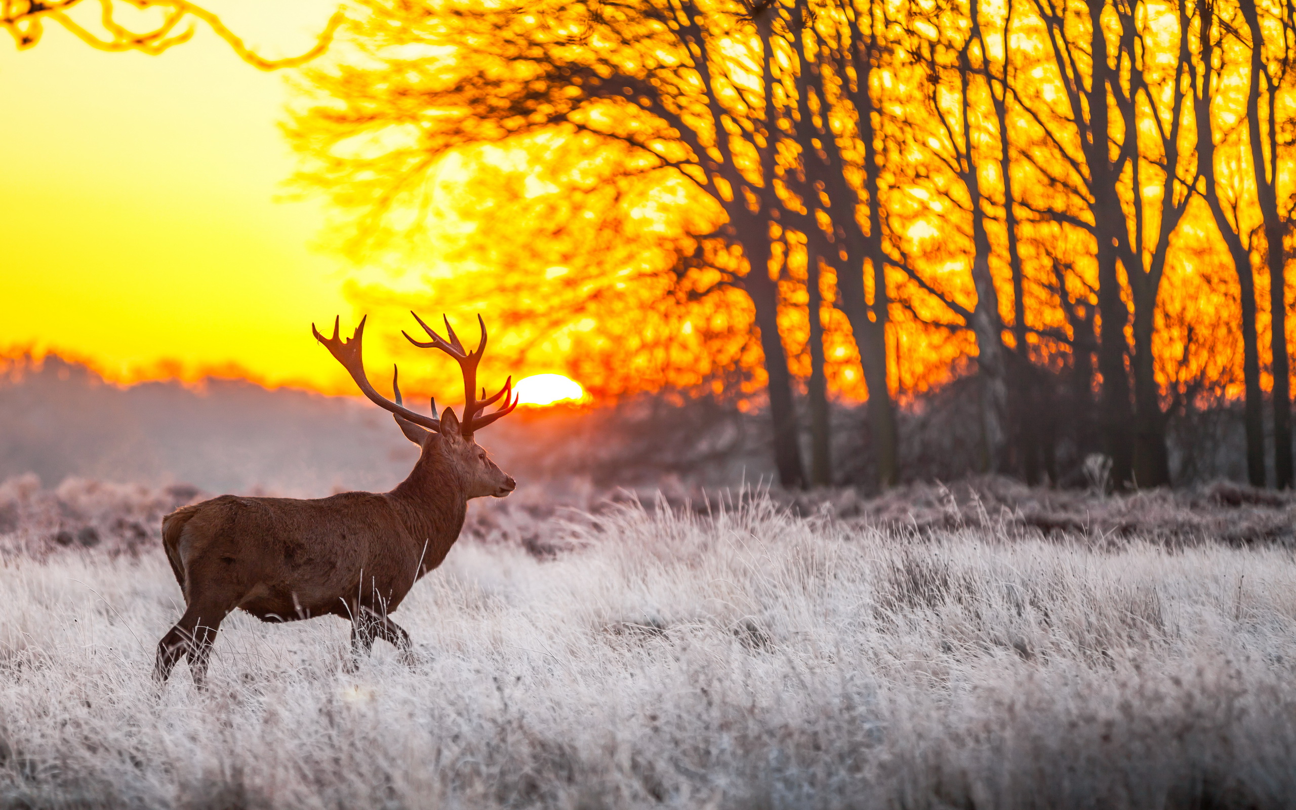 Laden Sie das Tiere, Hirsch-Bild kostenlos auf Ihren PC-Desktop herunter