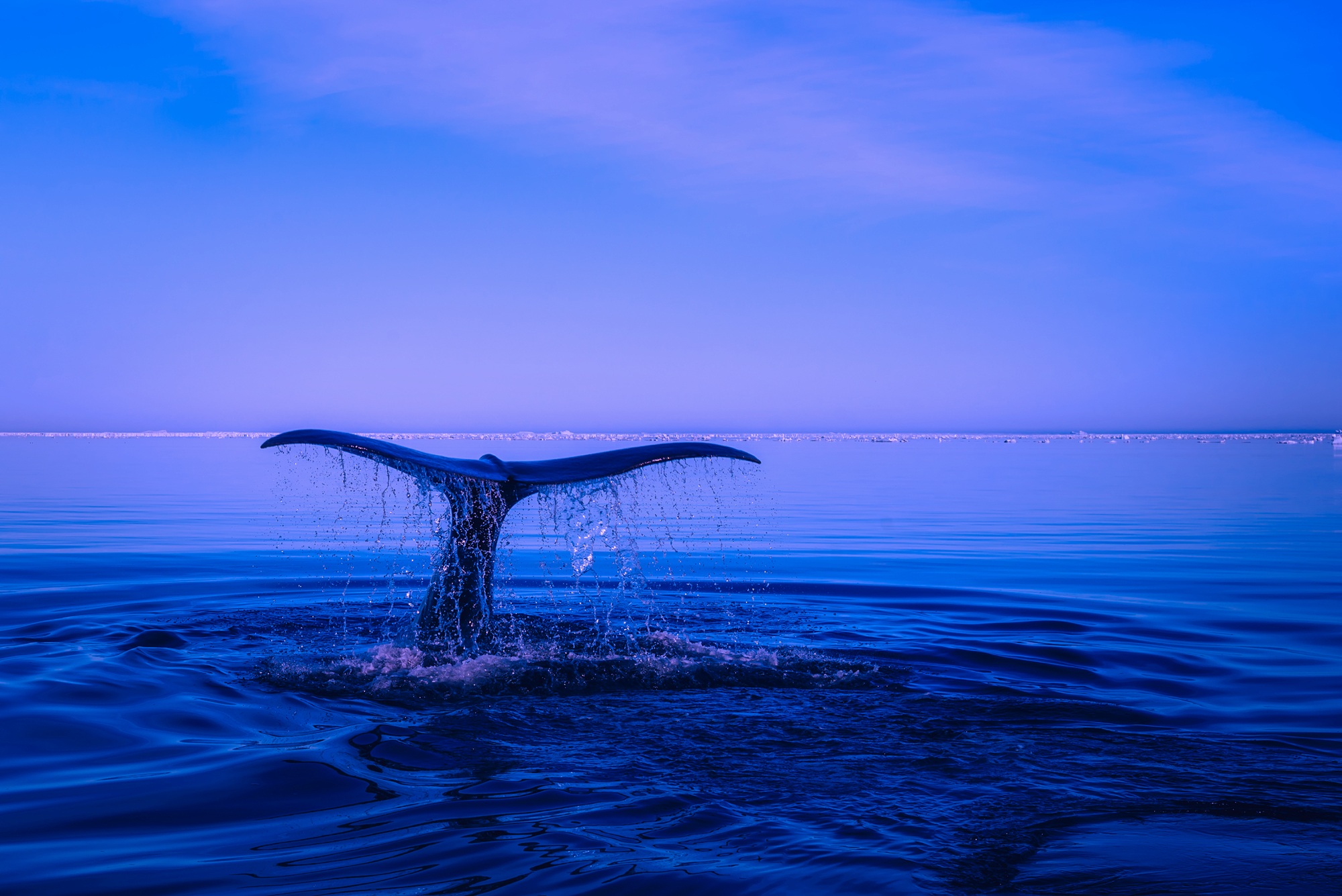 無料モバイル壁紙動物, 海, 地平線, 海洋, 青い, 鯨をダウンロードします。