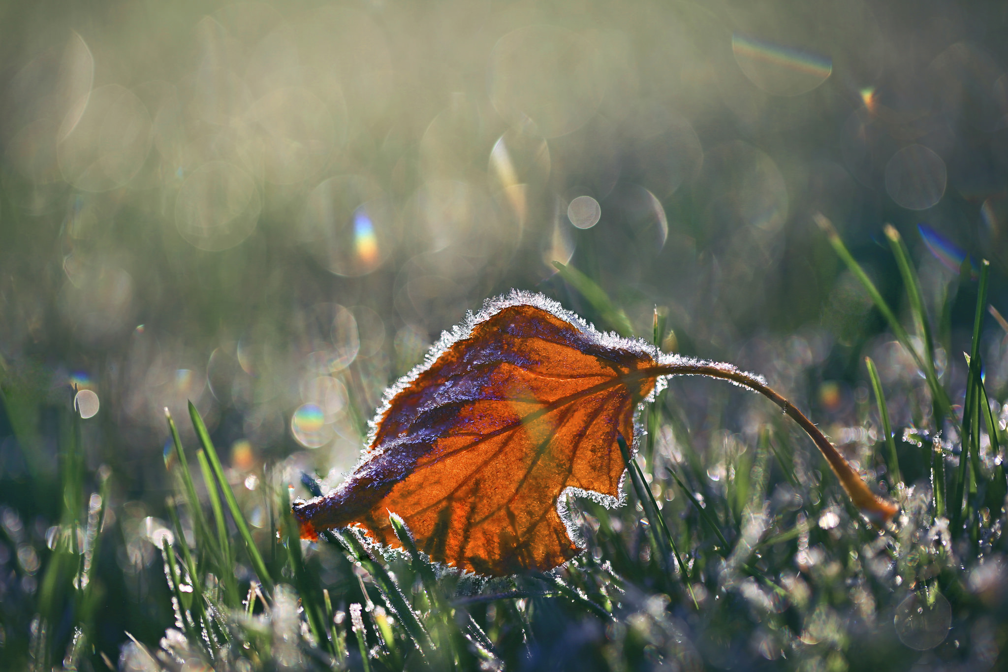 Free download wallpaper Nature, Grass, Close Up, Leaf, Earth, Frozen, Bokeh on your PC desktop