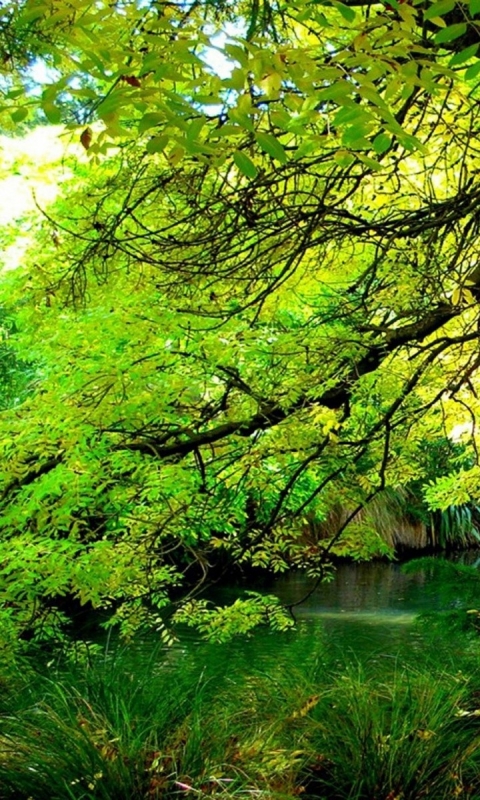Скачать картинку Река, Лес, Дерево, Ветка, Земля, Зеленый, Земля/природа, Ответвляться в телефон бесплатно.