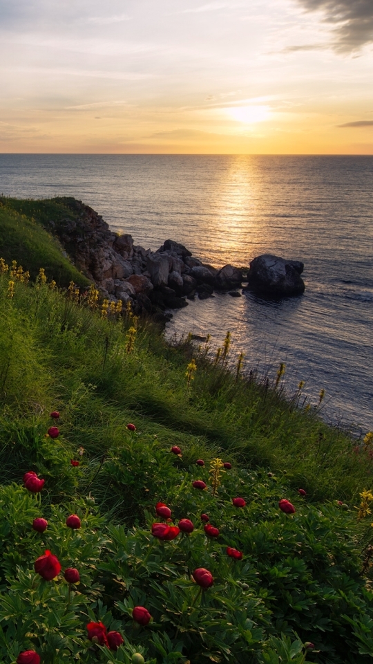 Download mobile wallpaper Flowers, Grass, Horizon, Flower, Coast, Earth, Field, Red Flower for free.