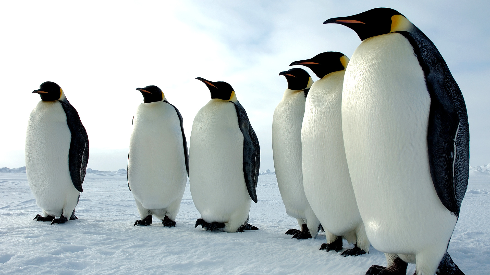 Download mobile wallpaper Penguin, Movie, March Of The Penguins for free.
