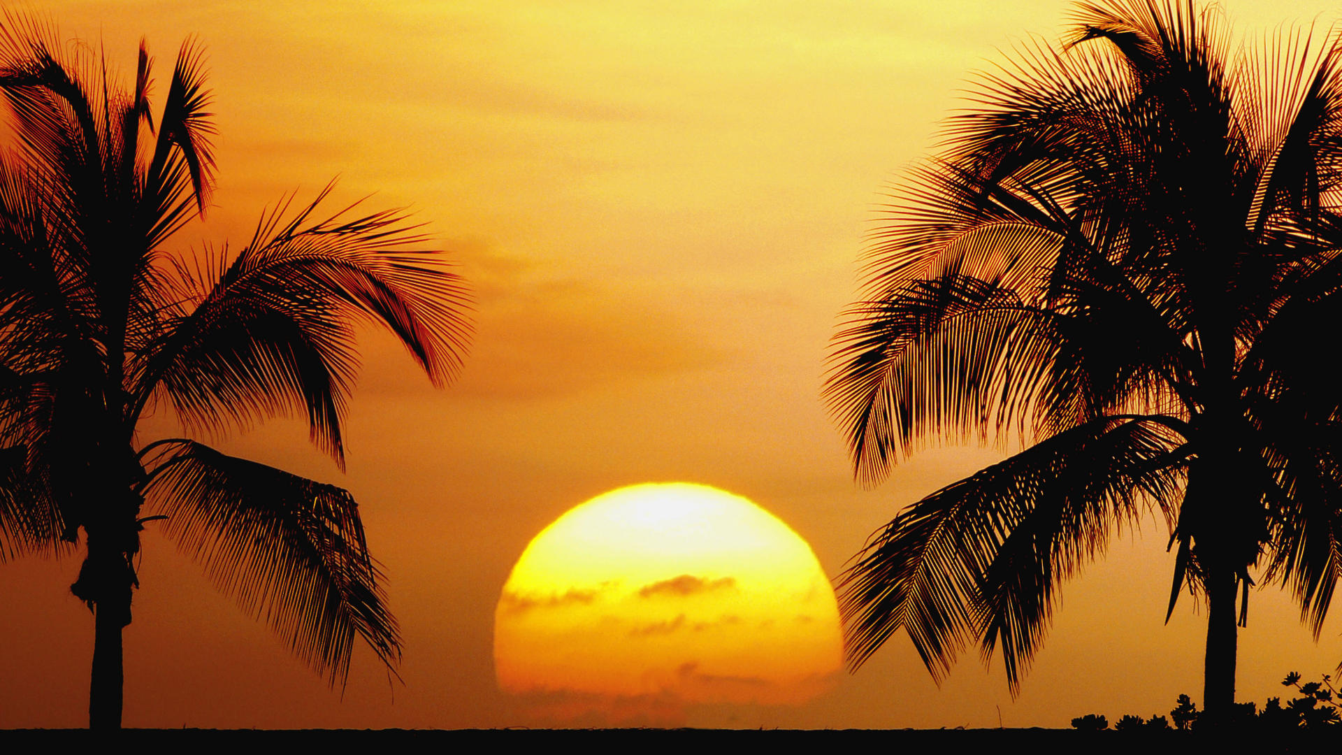 Скачать картинку Солнце, Пальмы, Силуэт, Гавайи, Земля/природа, Закат Солнца в телефон бесплатно.