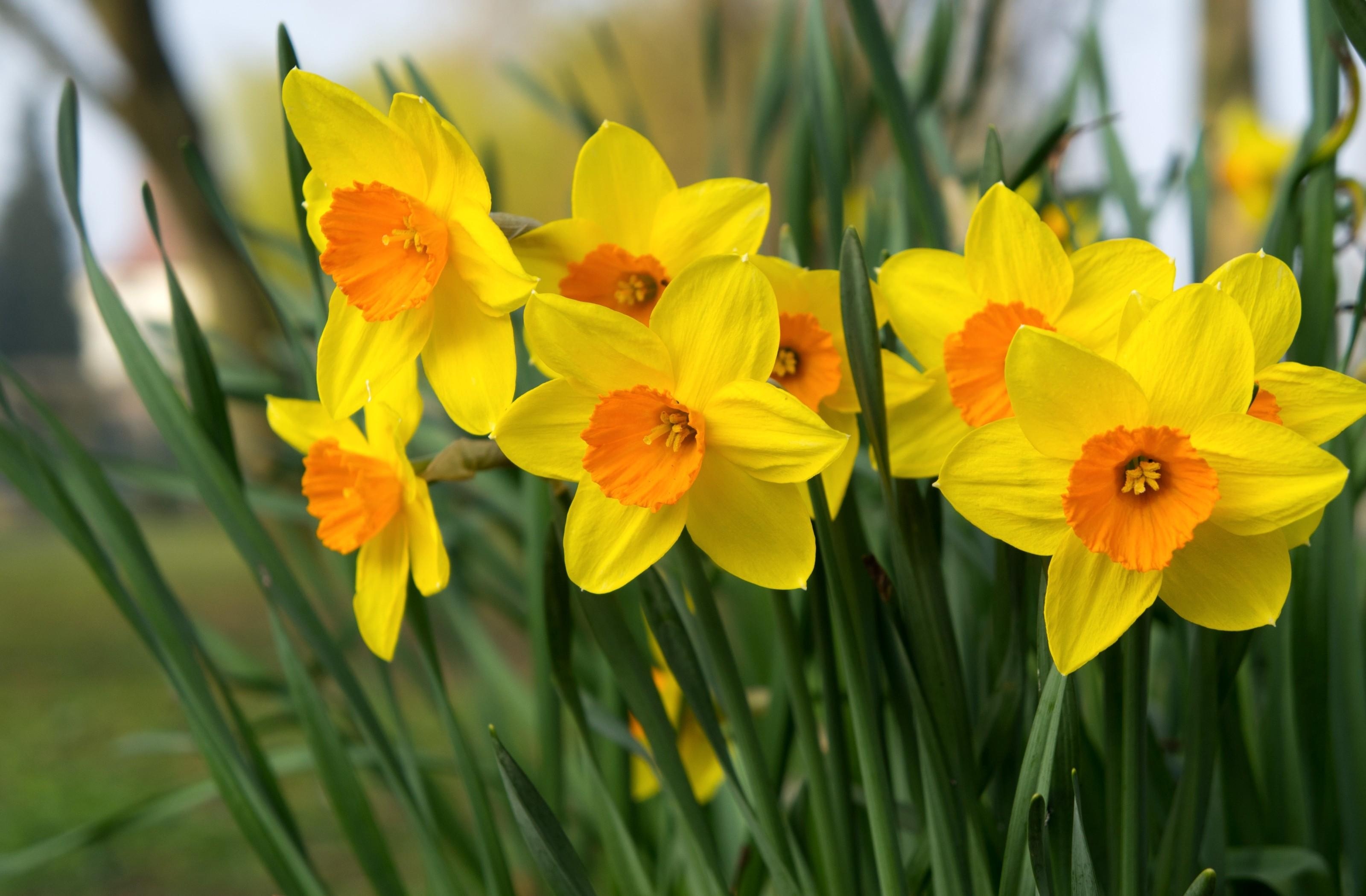 flowers, narcissussi, bright, flower bed, flowerbed, spring