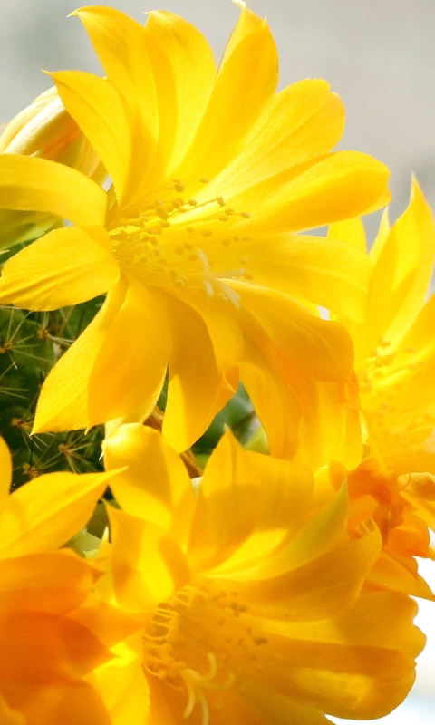 Download mobile wallpaper Flower, Close Up, Earth, Cactus, Yellow Flower for free.