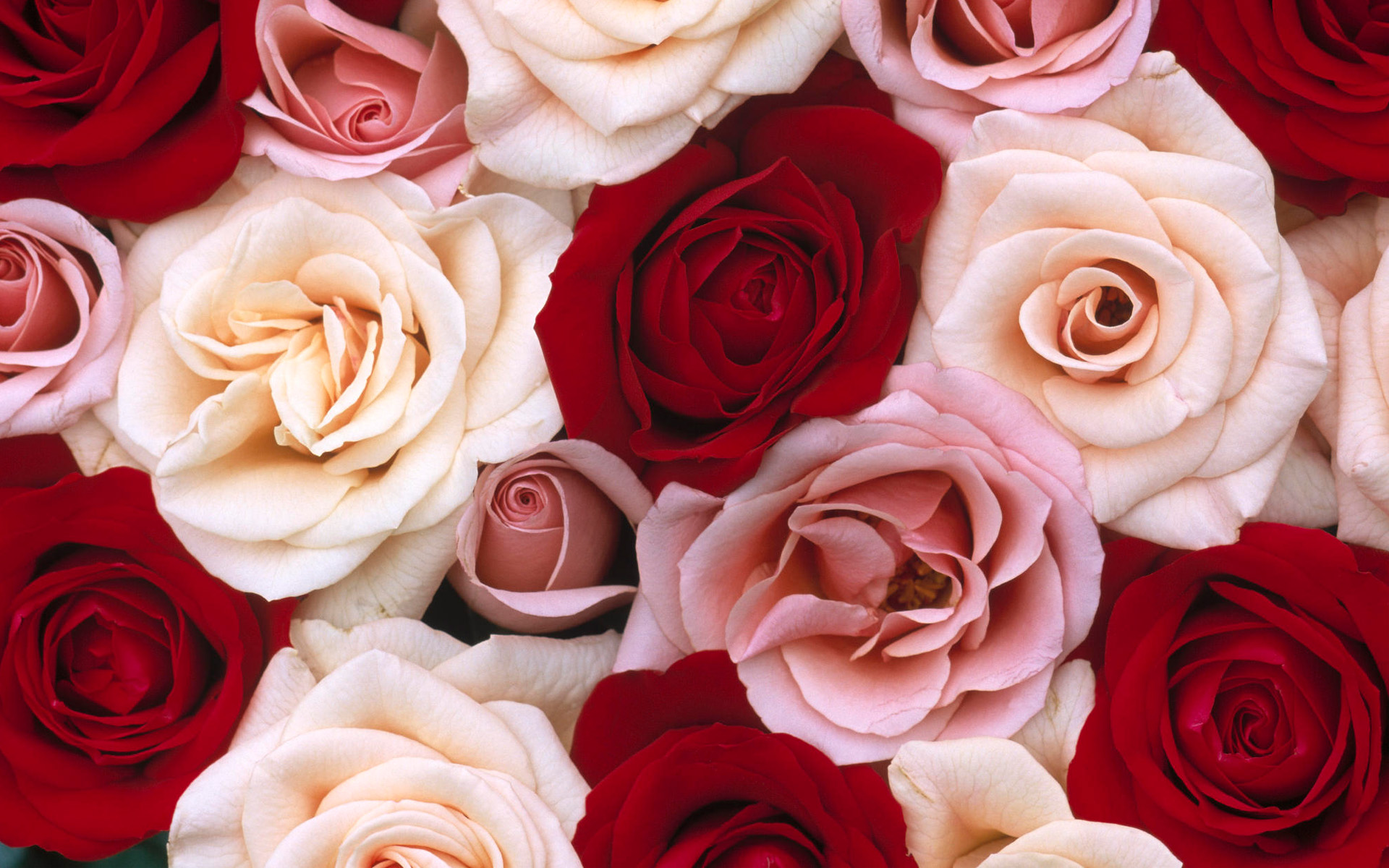 Handy-Wallpaper Blumen, Blume, Rose, Nahansicht, Weiße Blume, Rote Blume, Erde/natur, Pinke Blume kostenlos herunterladen.