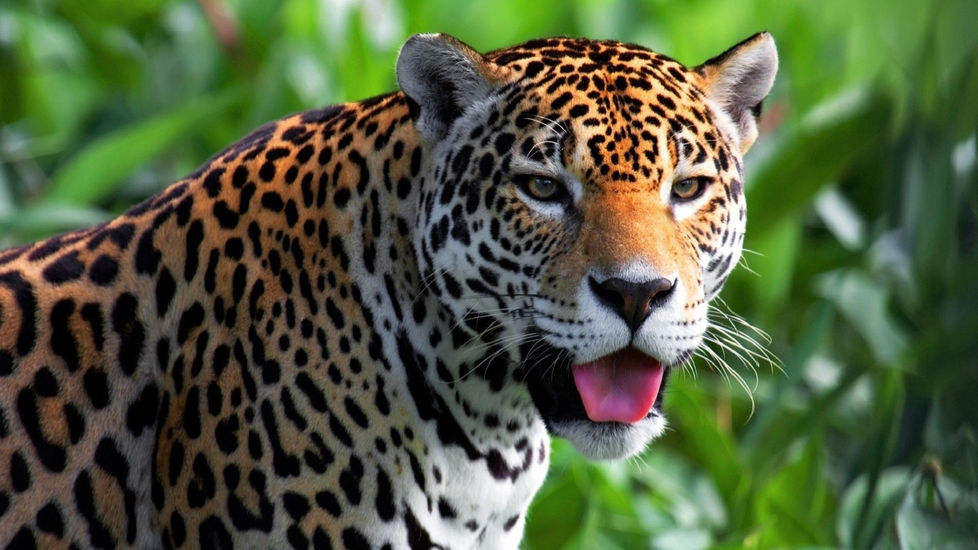 Download mobile wallpaper Sight, Opinion, Muzzle, Animals, Predator, Jaguar for free.
