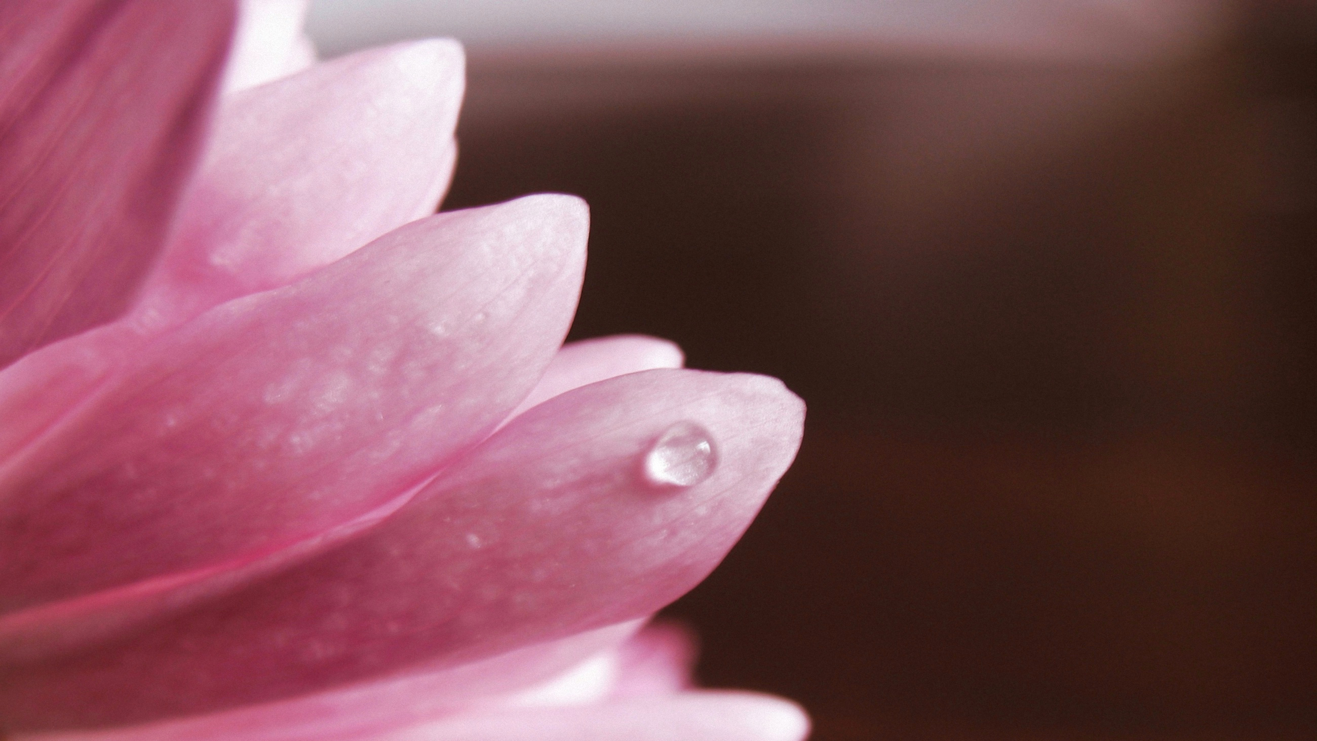 無料モバイル壁紙水滴, ピンクの花, 閉じる, 大きい, 花弁, フラワーズ, 花, 地球をダウンロードします。
