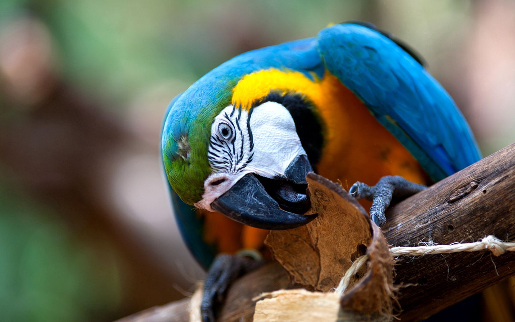 Laden Sie das Schnabel, Motley, Vogel, Mehrfarbig, Tiere, Papageien-Bild kostenlos auf Ihren PC-Desktop herunter