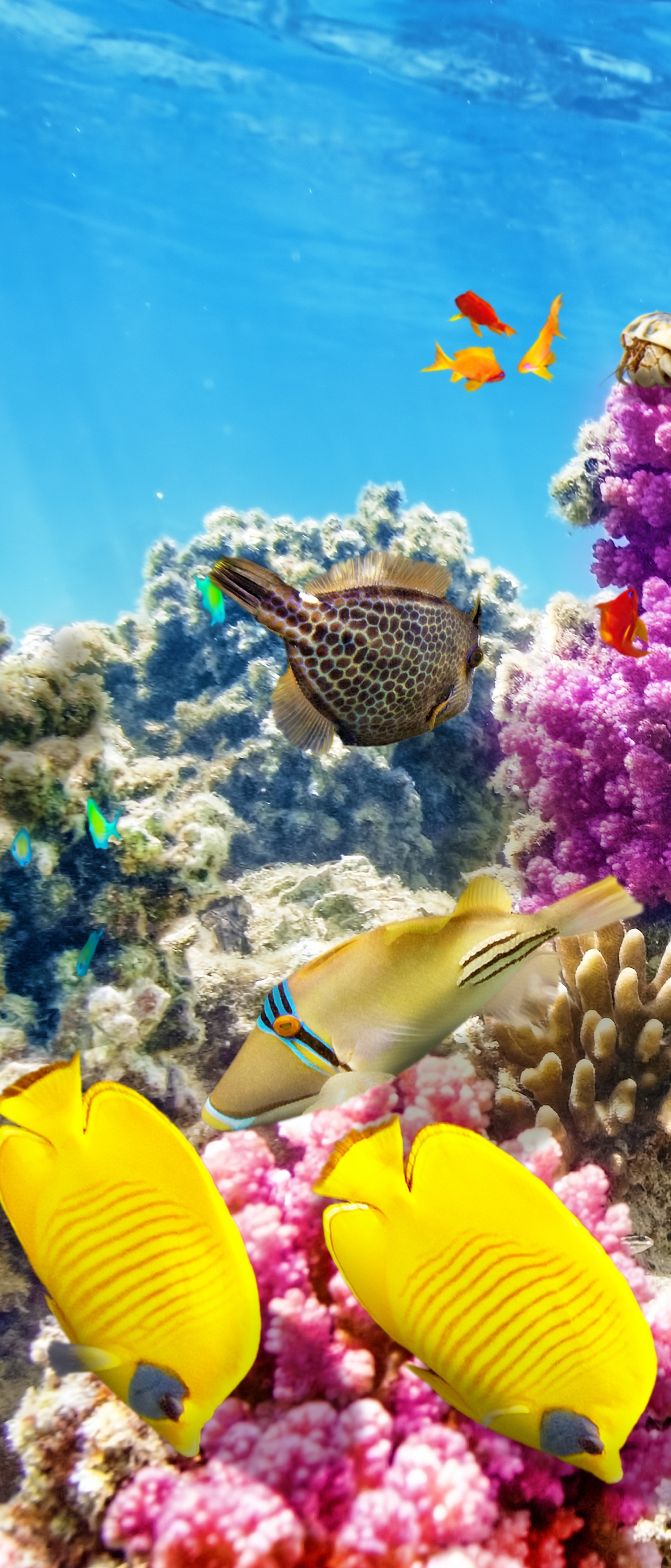 Handy-Wallpaper Tiere, Fische, Fisch, Unterwasser, Korallenriff kostenlos herunterladen.