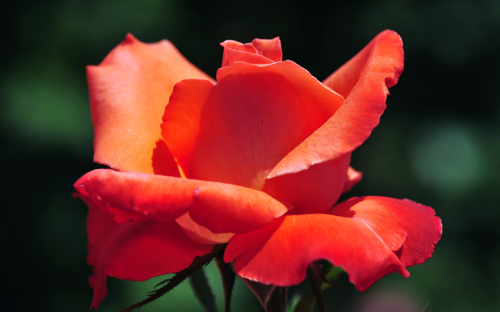 Laden Sie das Blumen, Blume, Rose, Erde/natur-Bild kostenlos auf Ihren PC-Desktop herunter