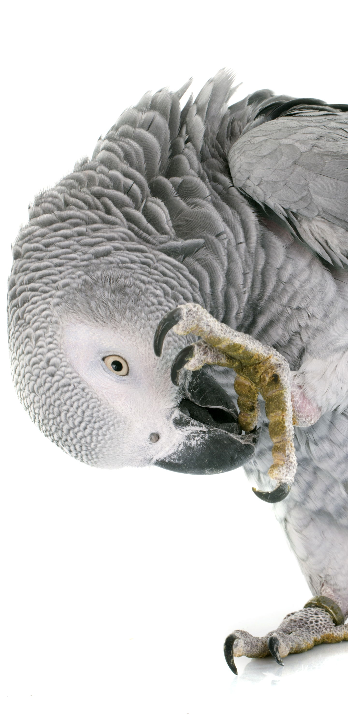 1163624壁紙のダウンロード動物, アフリカ灰色のオウム, 鳥, オウム-スクリーンセーバーと写真を無料で
