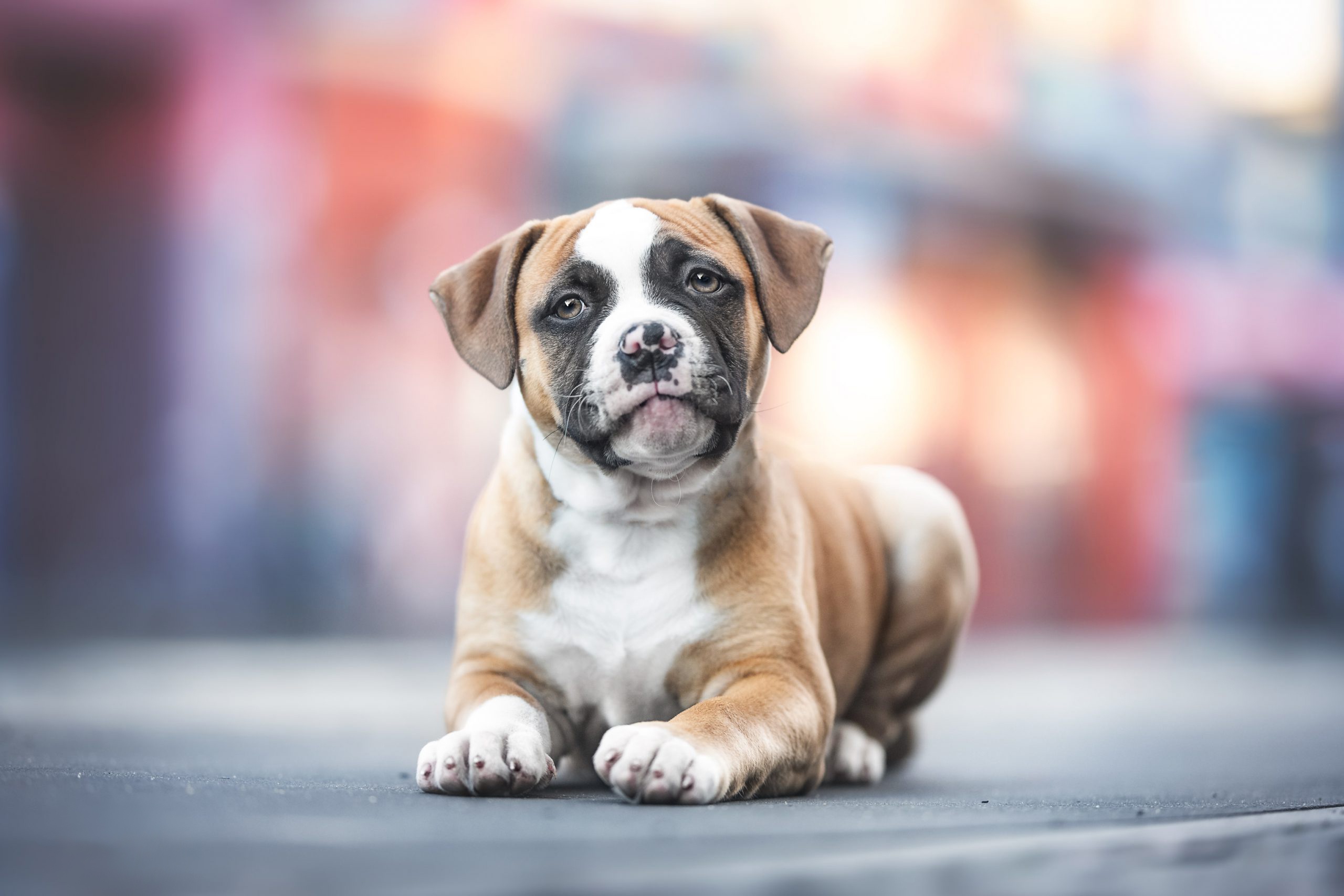 Download mobile wallpaper Dogs, Animal, Puppy, Boxer, Baby Animal for free.