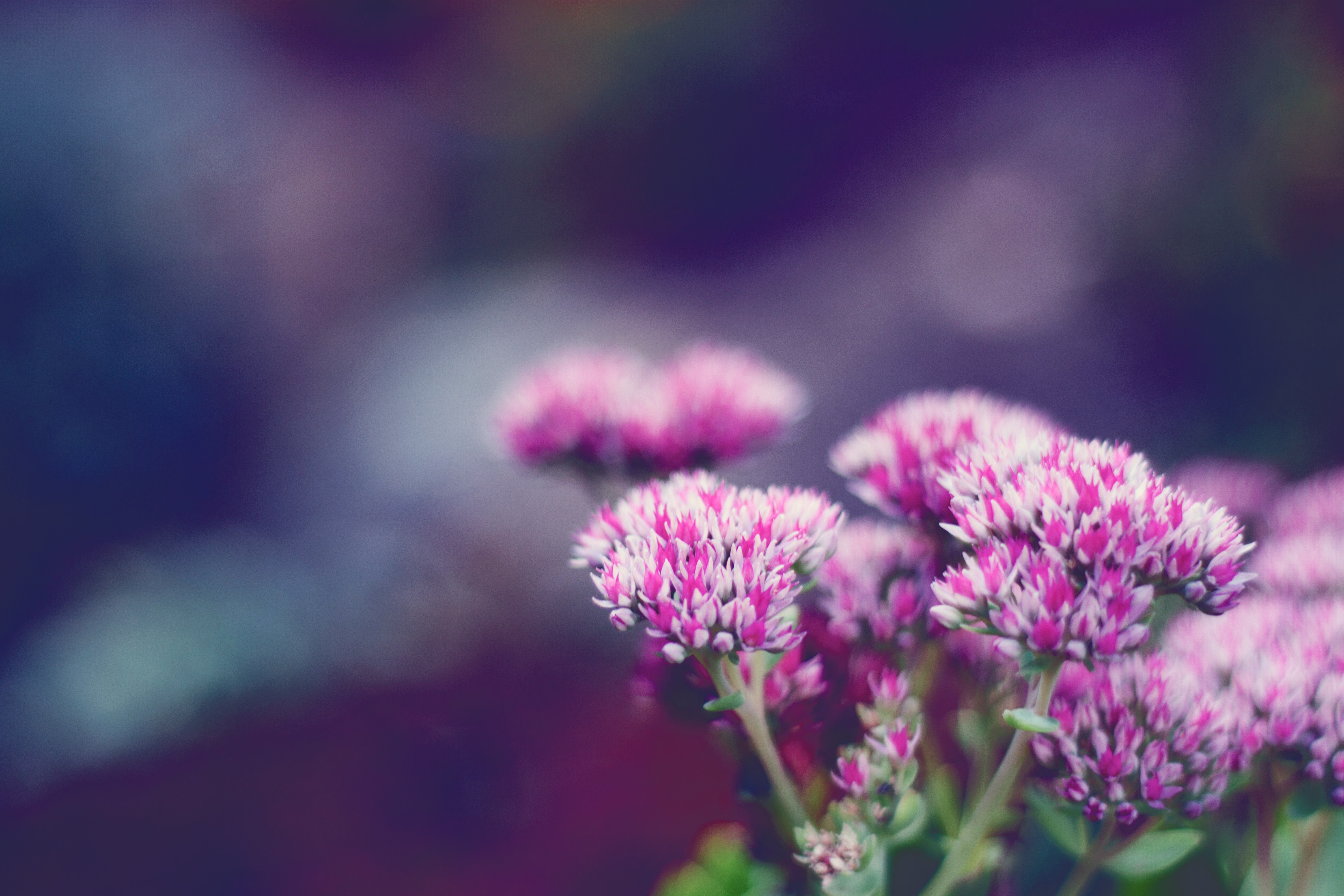 Download mobile wallpaper Smooth, Macro, Flower, Blur for free.