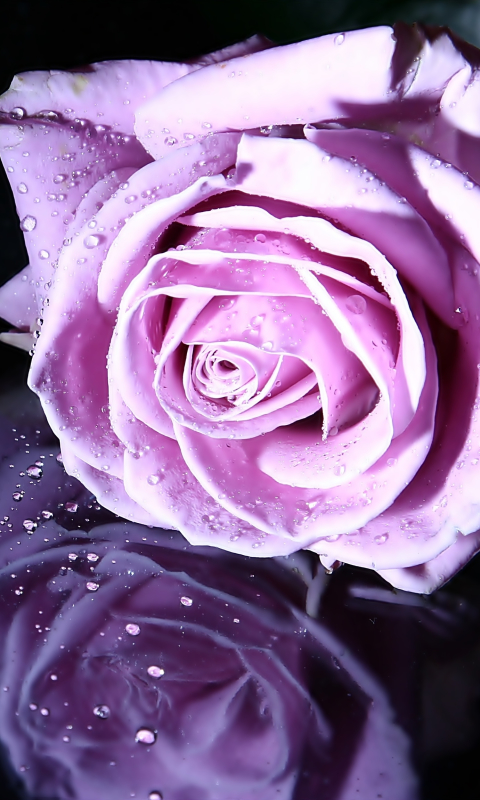 Handy-Wallpaper Blumen, Blume, Rose, Nahansicht, Wassertropfen, Erde/natur, Spiegelung, Pinke Blume, Betrachtung kostenlos herunterladen.