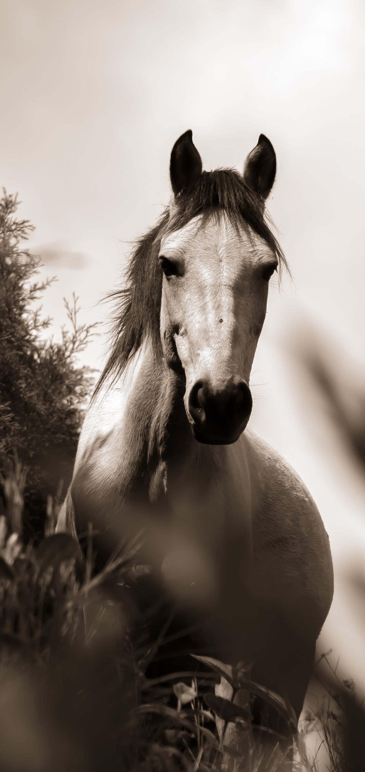 Download mobile wallpaper Monochrome, Animal, Horse, Black & White for free.