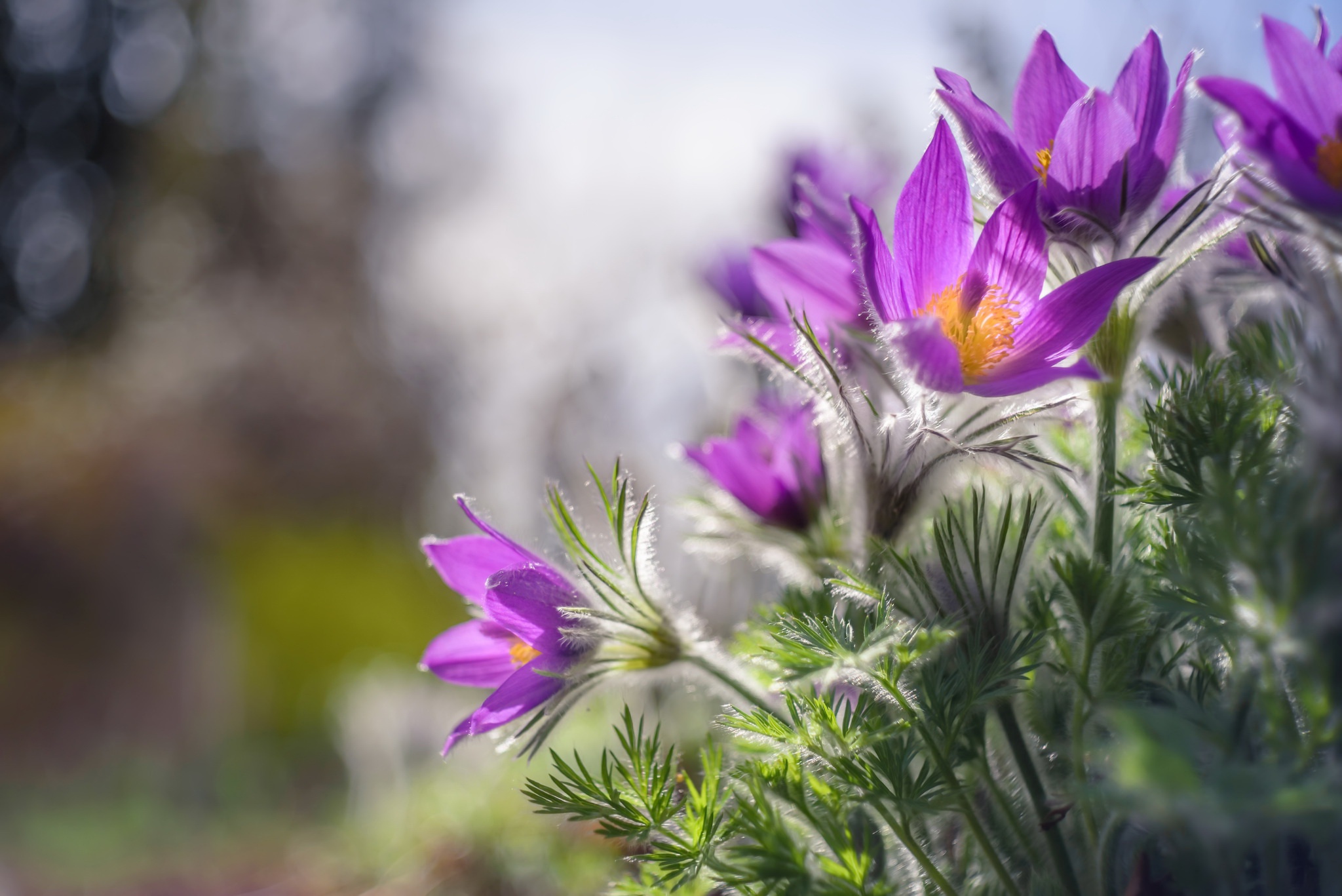 PCデスクトップに自然, フラワーズ, 花, 地球, 紫色の花, 被写界深度画像を無料でダウンロード