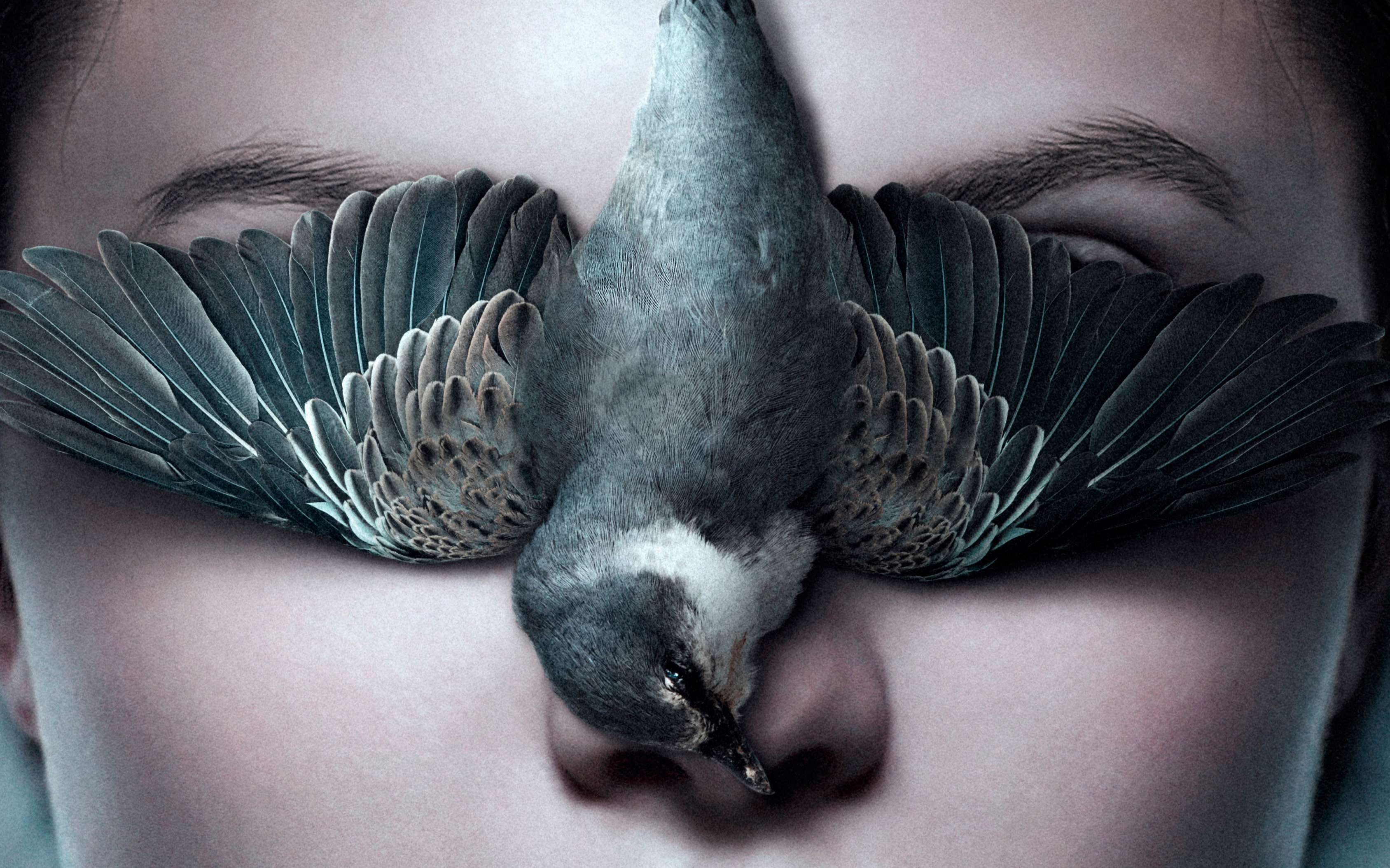 Free download wallpaper Bird, Face, Movie, Thelma on your PC desktop