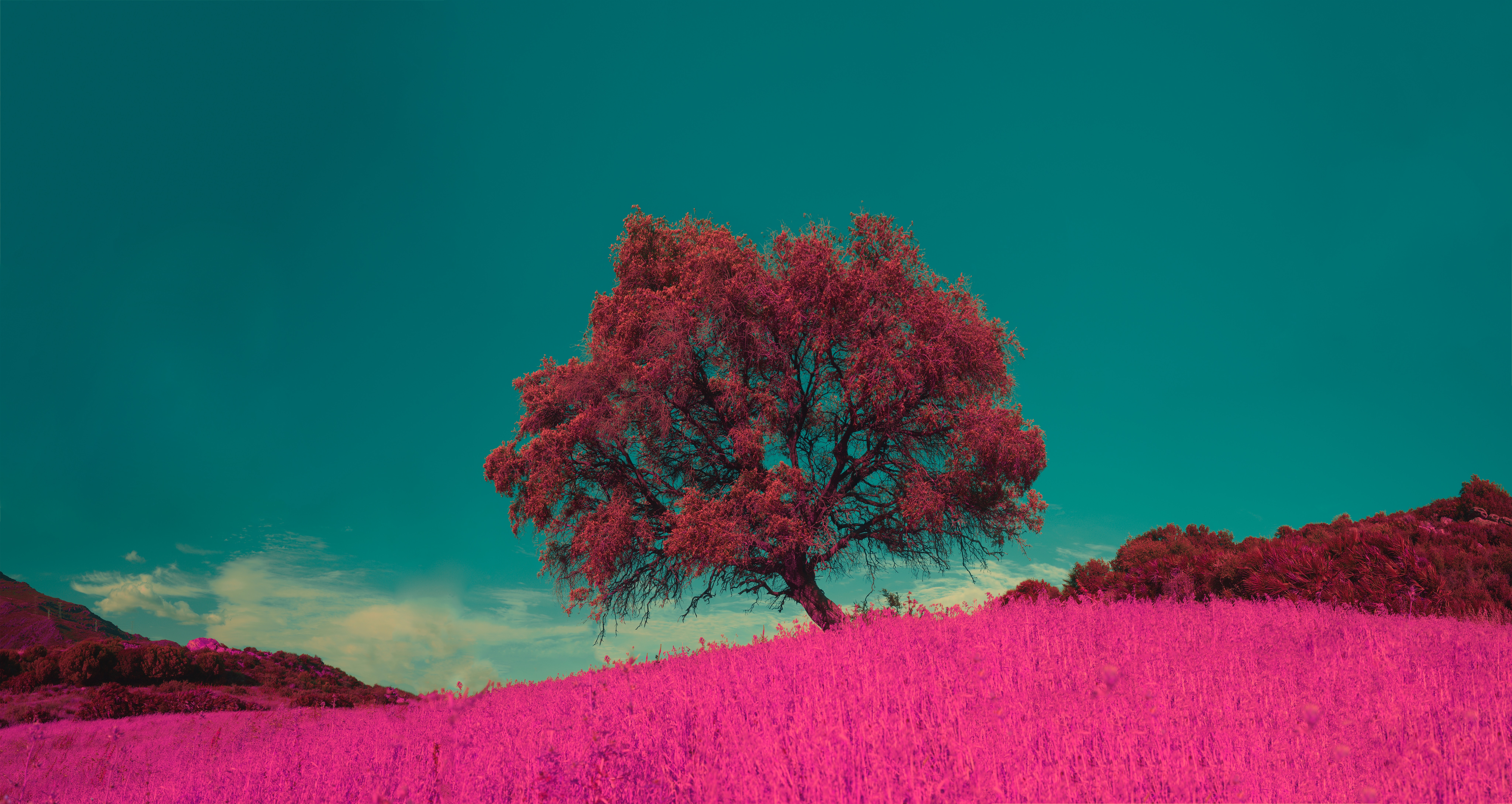 Скачать картинку Дерево, Природа, Трава, Фотошоп, Одинокий, Розовый в телефон бесплатно.