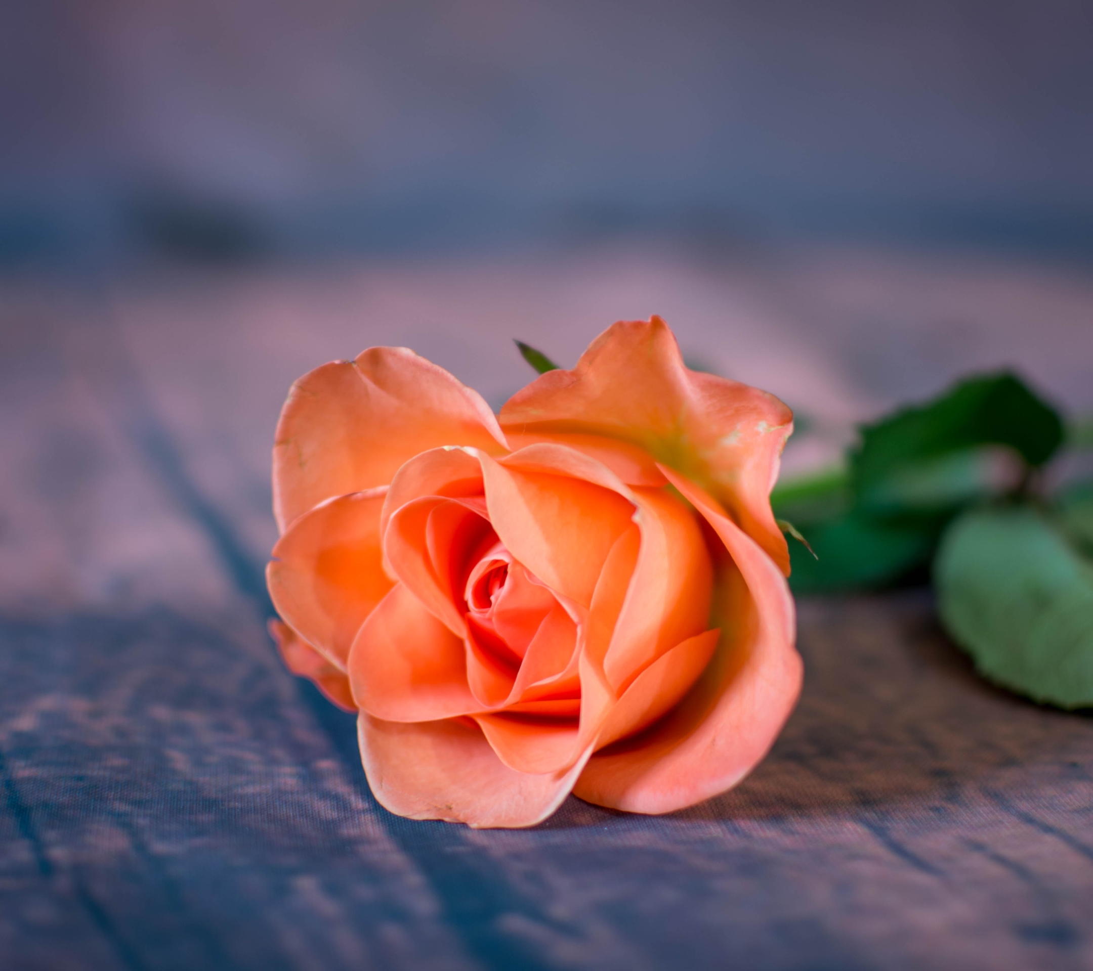 Téléchargez gratuitement l'image Fleurs, Rose, Fleur, Terre/nature, Fleur De Pêcher sur le bureau de votre PC